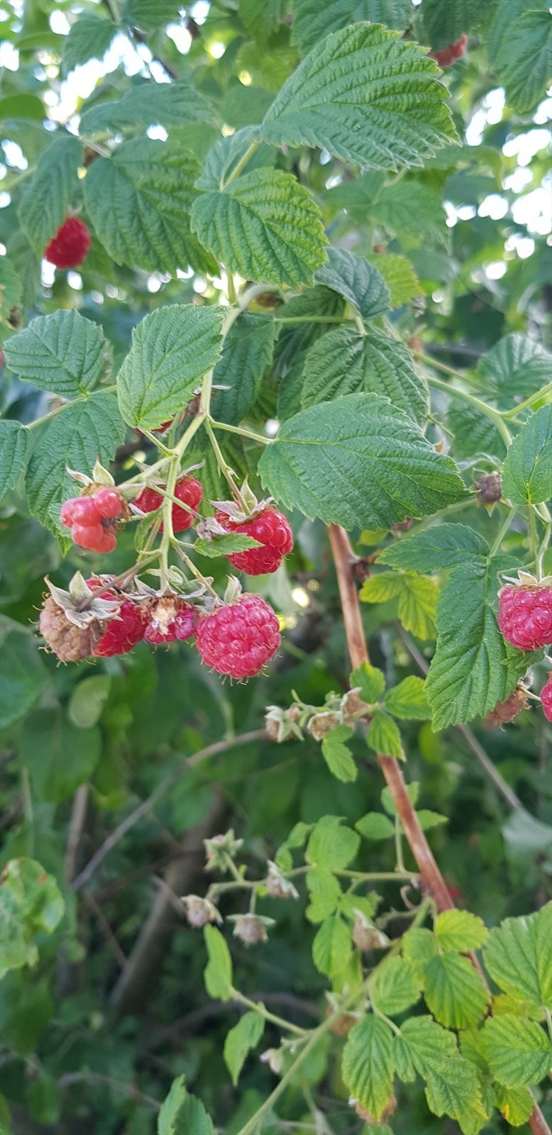 Bringebær Galleribilde