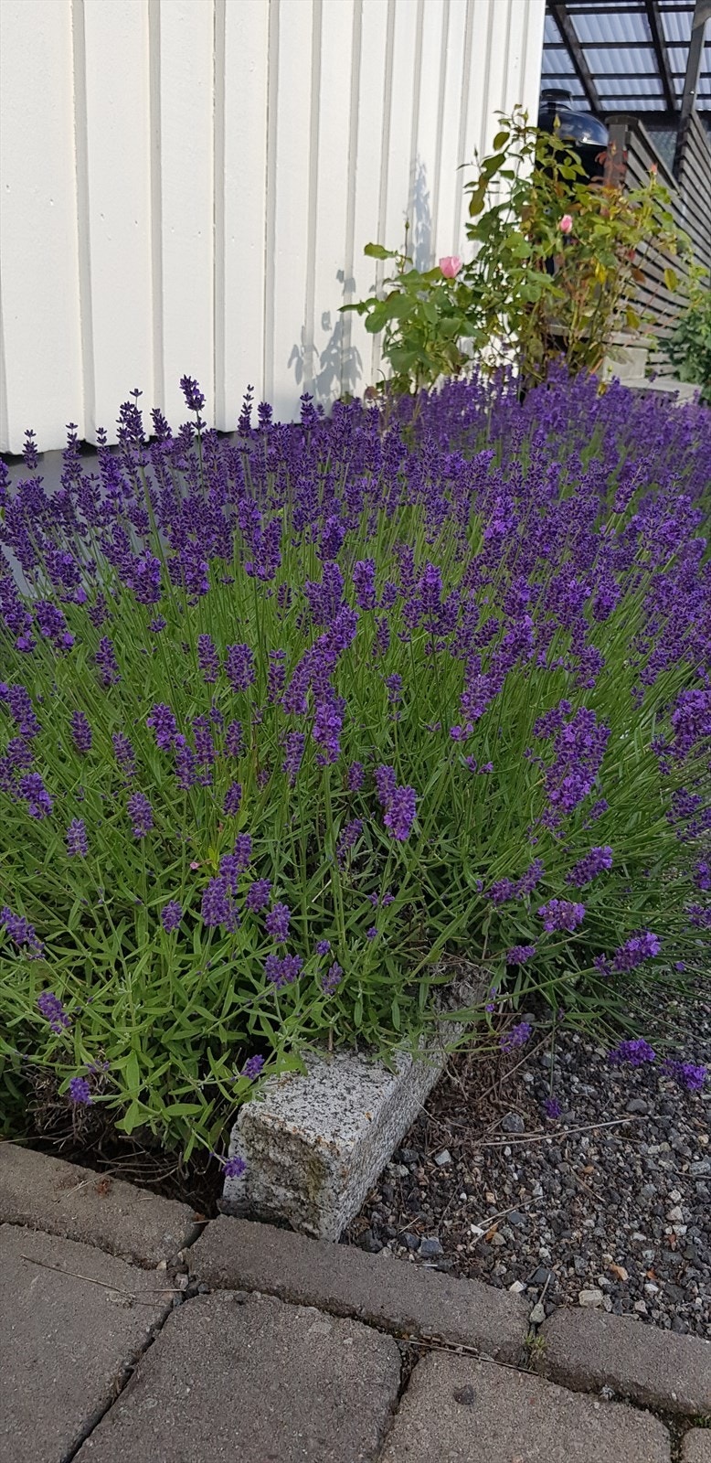 Lavendel bedd Galleribilde