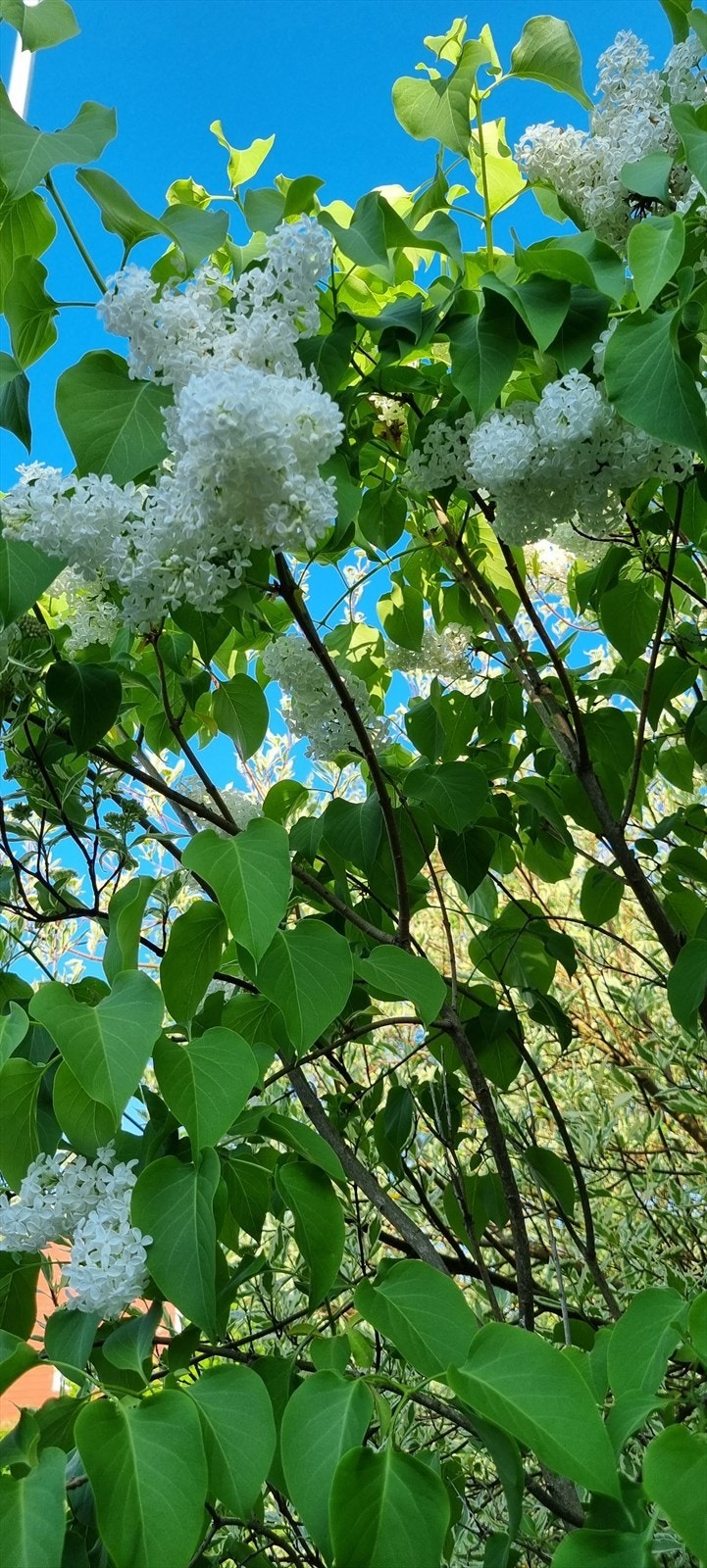 Syrintre Galleribilde