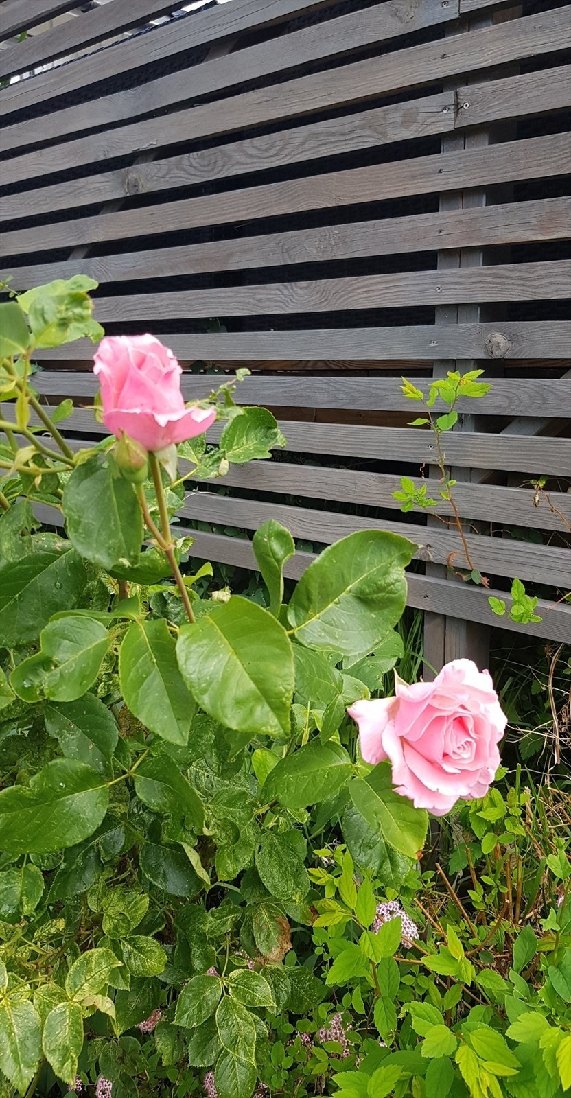 Flotte roser Galleribilde