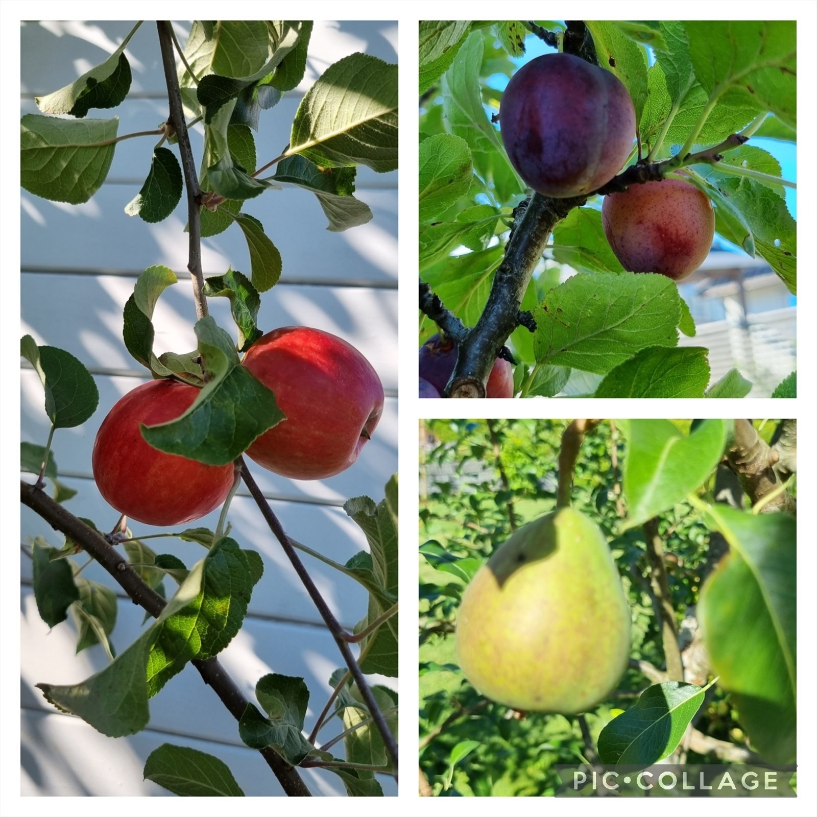 Pent opparbeidet hage rundt hele boligen, med urtebed, frukt og bær, rododendron, hekker og beplantning Galleribilde