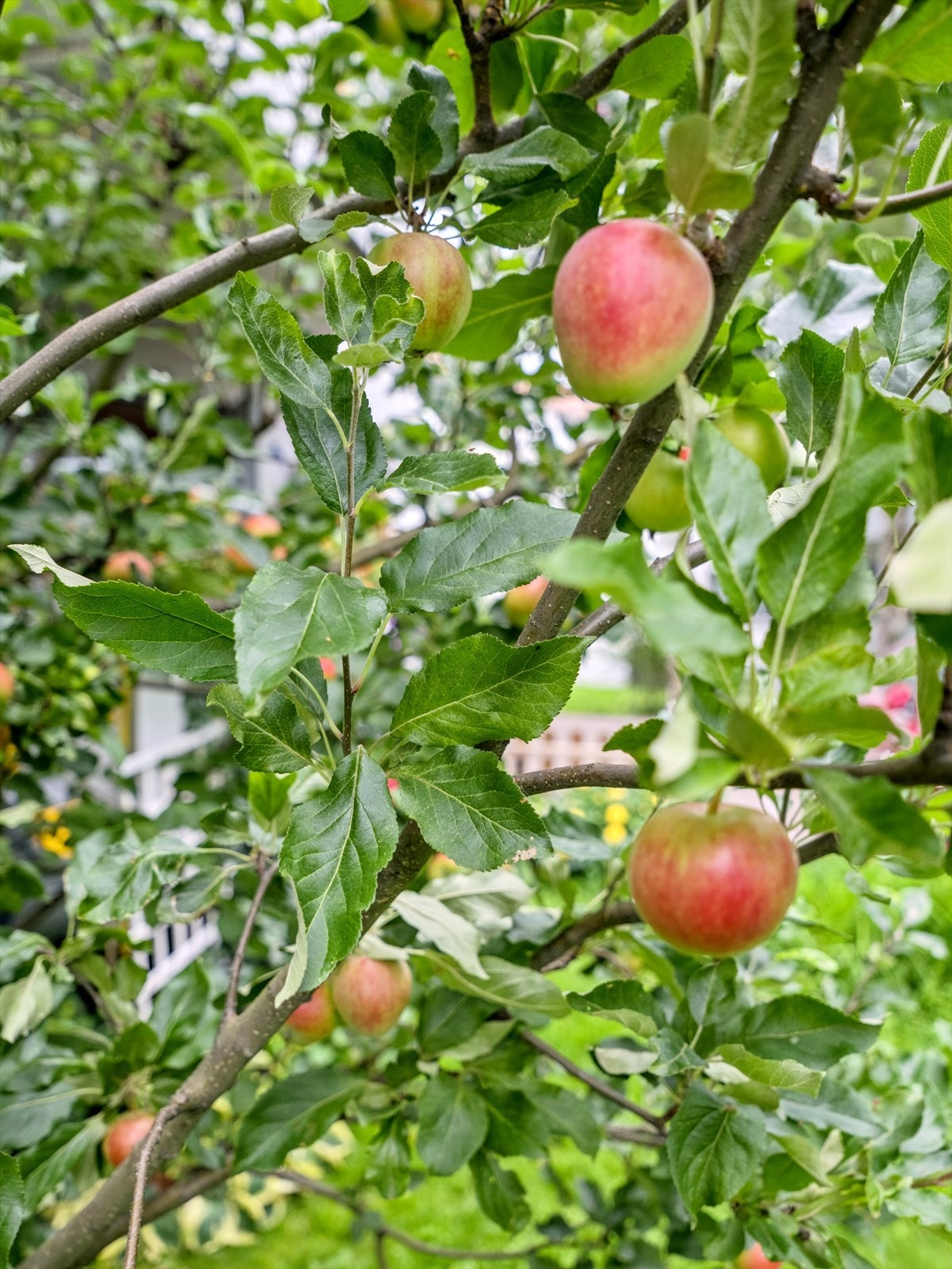 I hagen er det også epler! Galleribilde