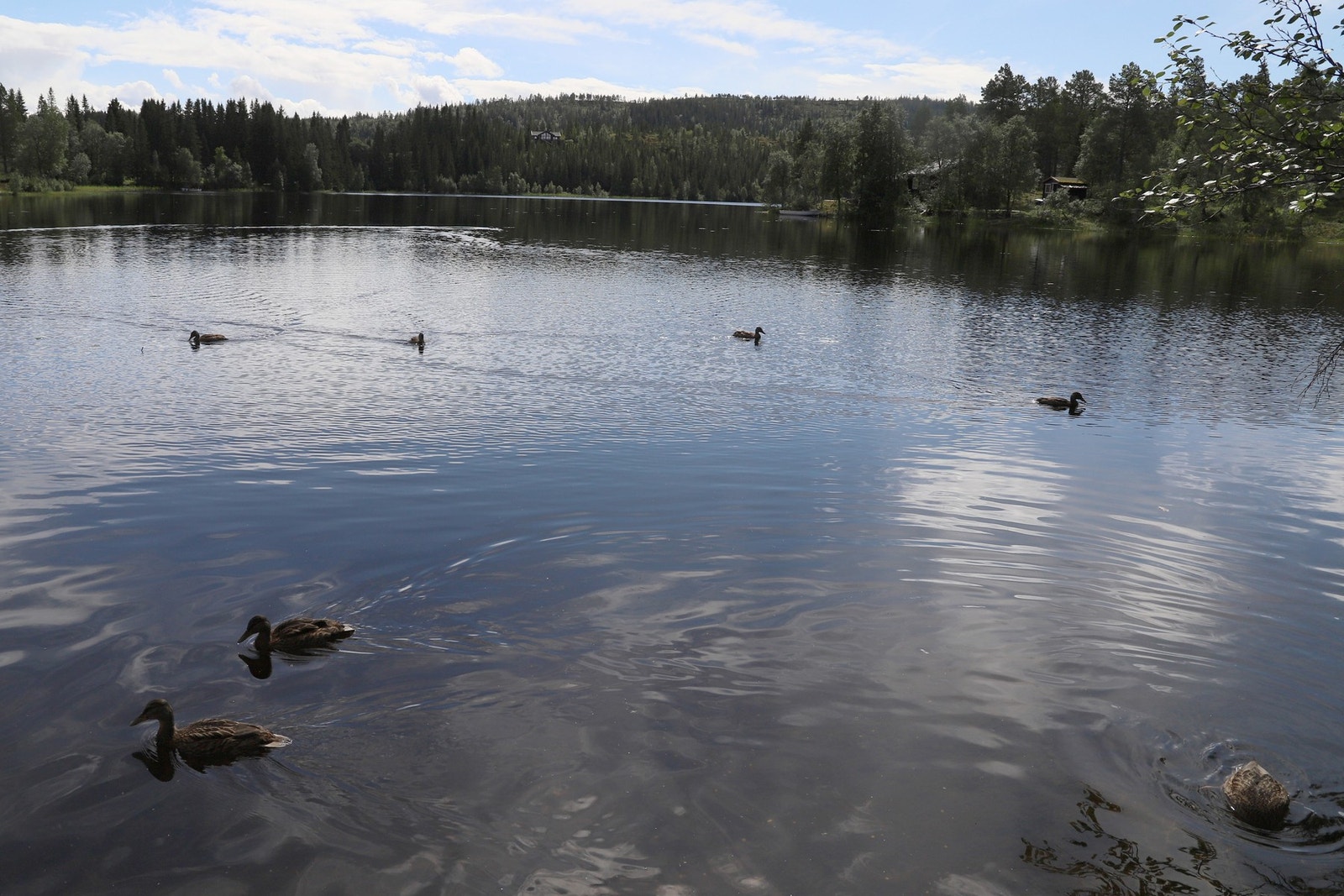 Haugatjønna. Galleribilde