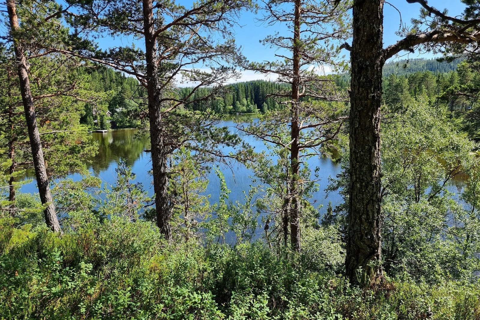 Utsikt mot Haugatjønna. fra hytteveggen. Galleribilde