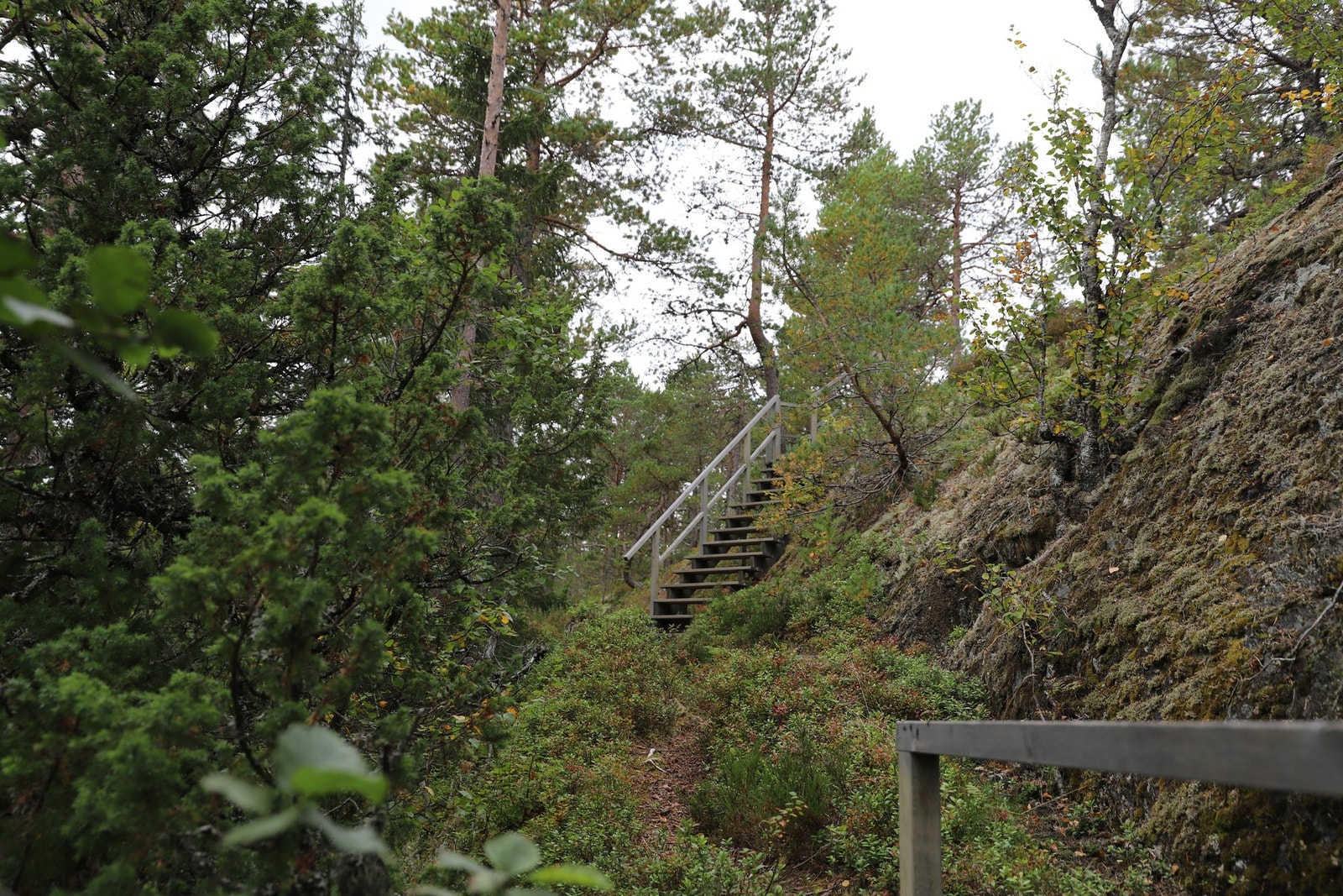 Trapp ned mot Haugatjønna. Galleribilde