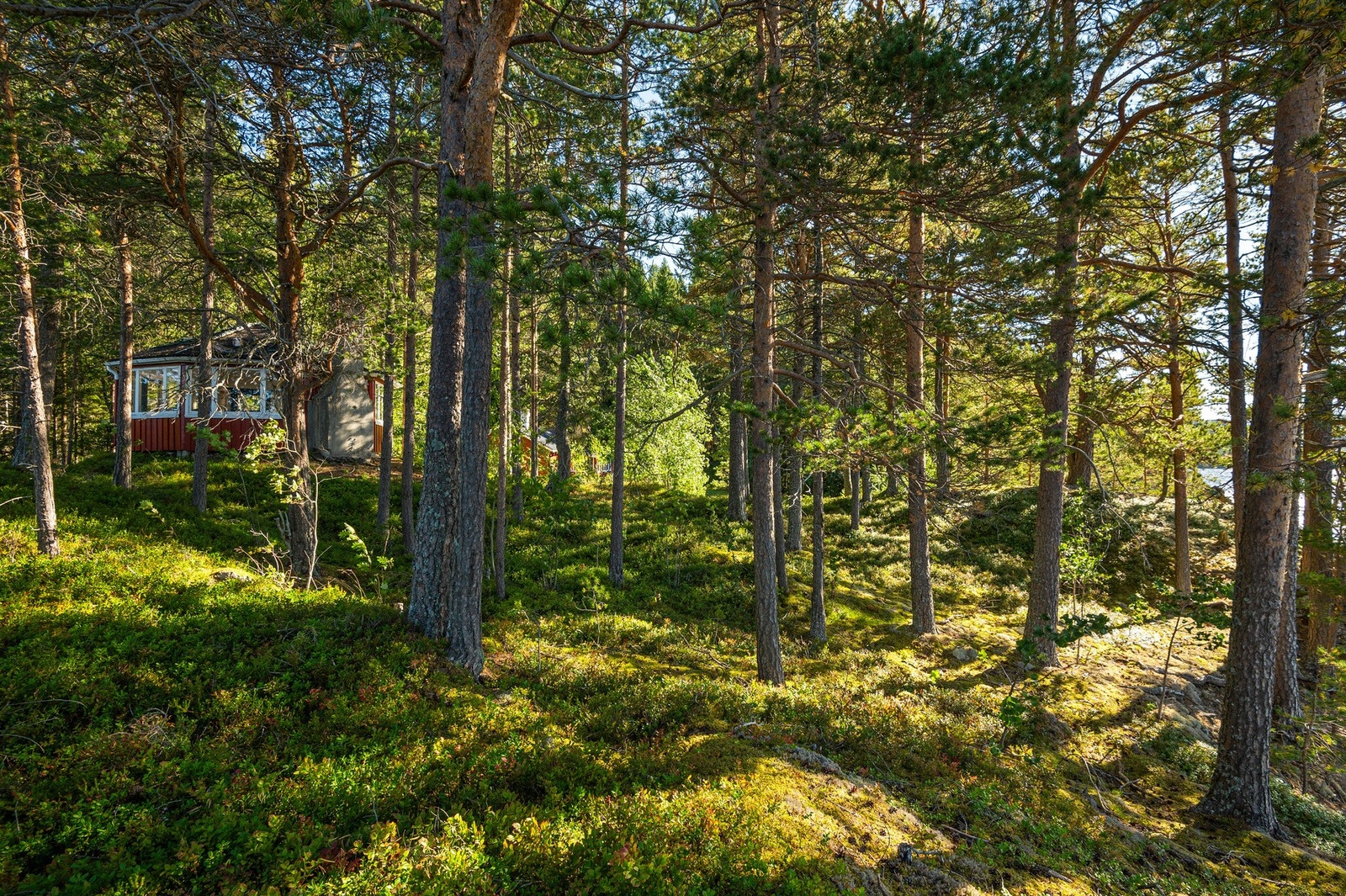 Galleribilde