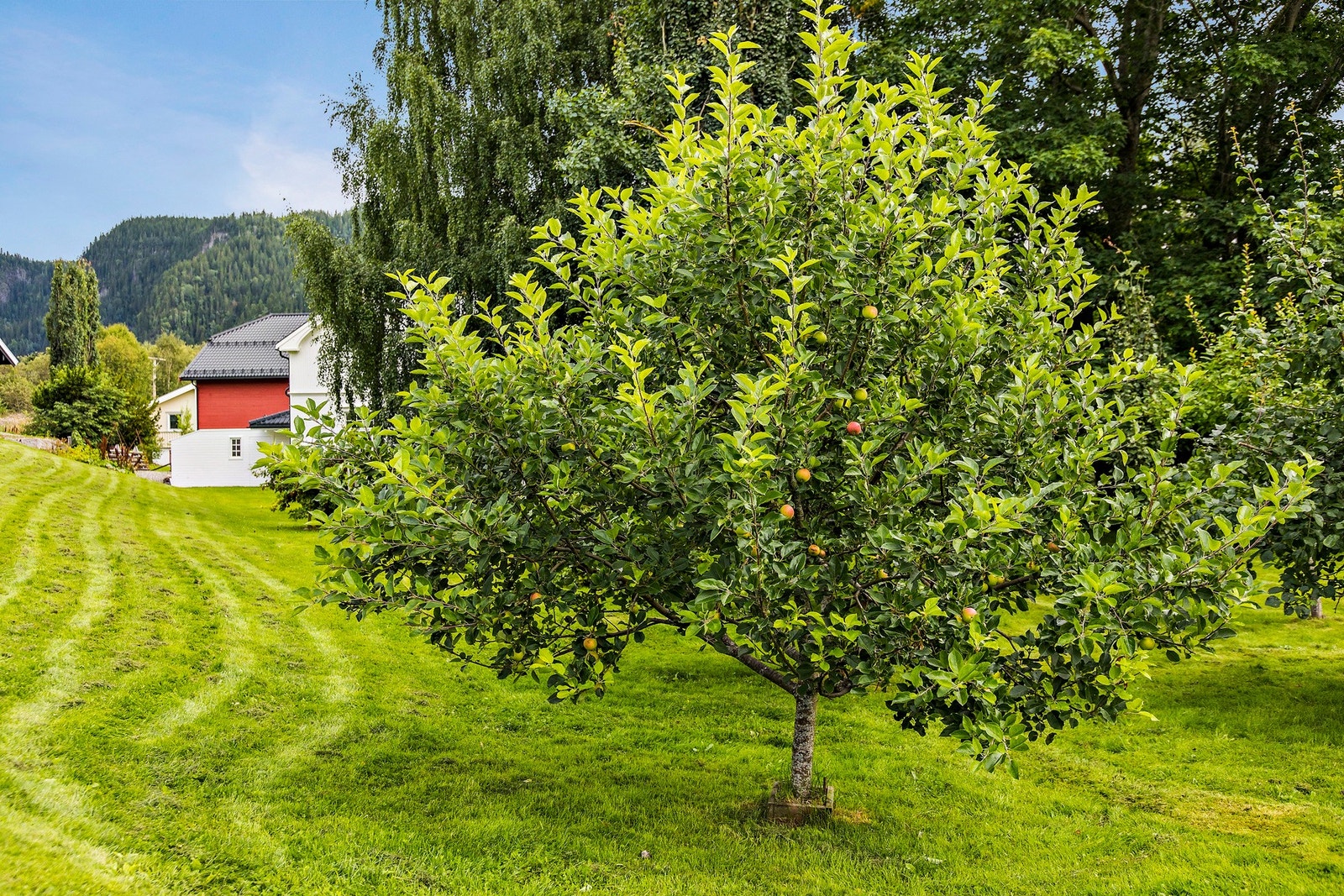 I hagen finner du også epletrær, Victoria og Opal plommetrær, Søyleosp, Syrinhekk, Blodbøk og en av de største Amerikanske rødeikene nord for Dovre. Galleribilde