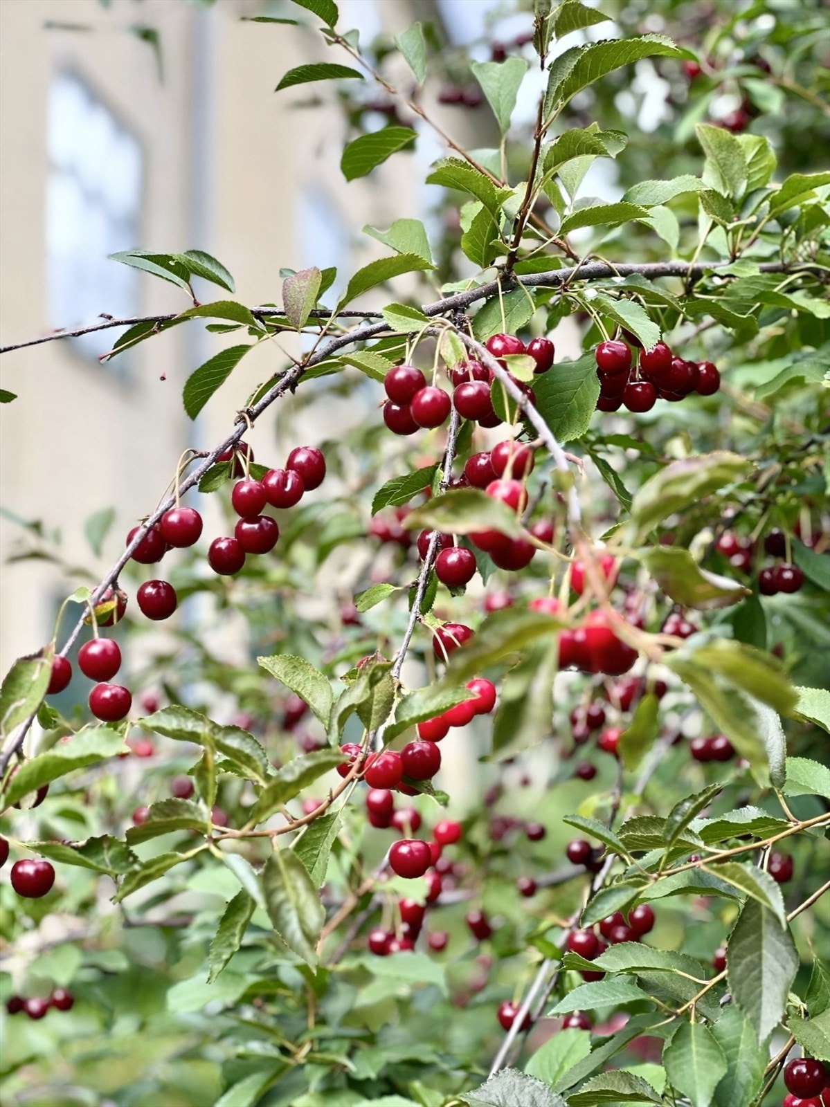Kirsebærtre i forhagen utenfor inngangen. Galleribilde