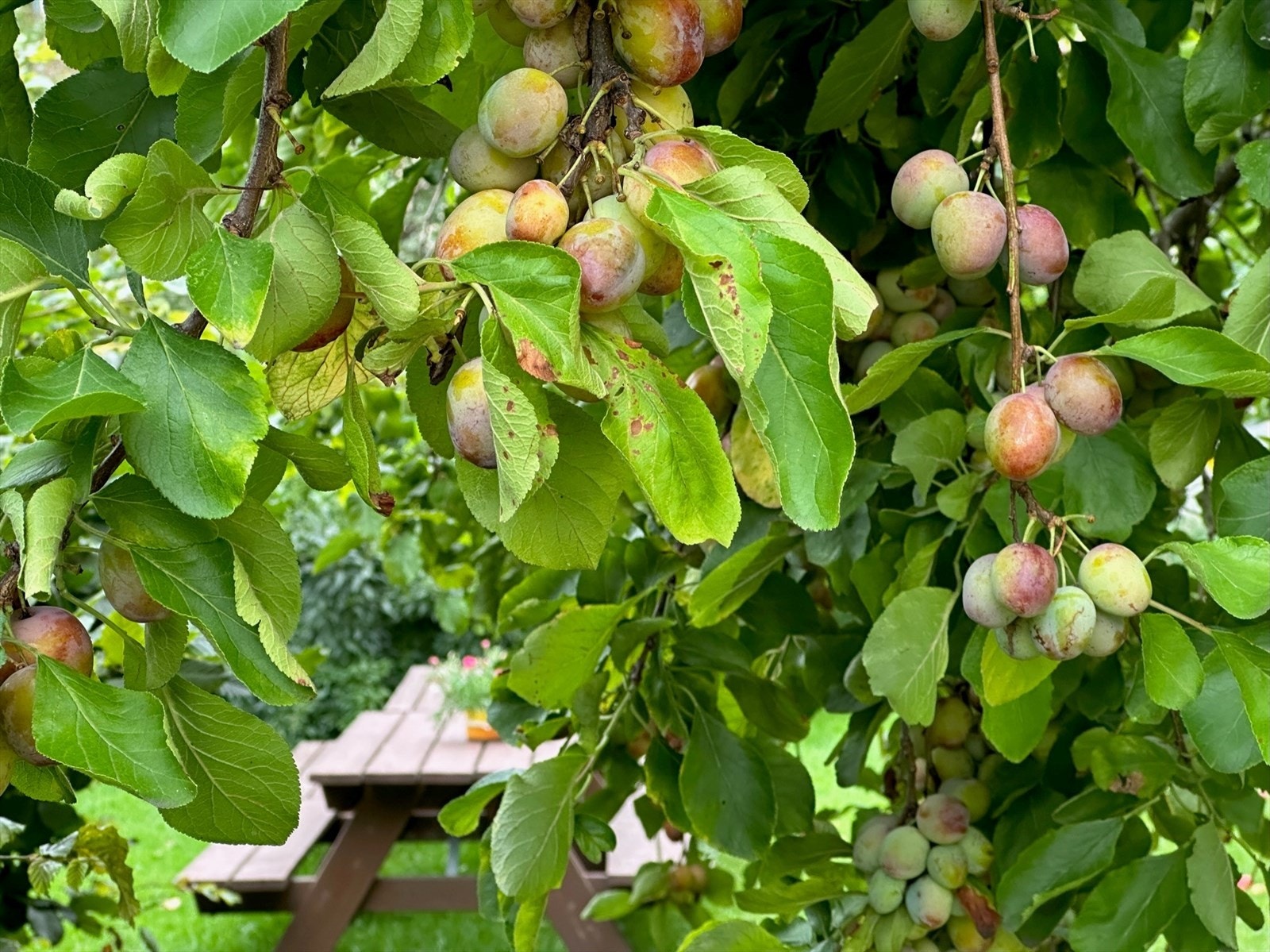 Det er både plomme- og epletrær i den parkmessige flotte bakgården. Galleribilde