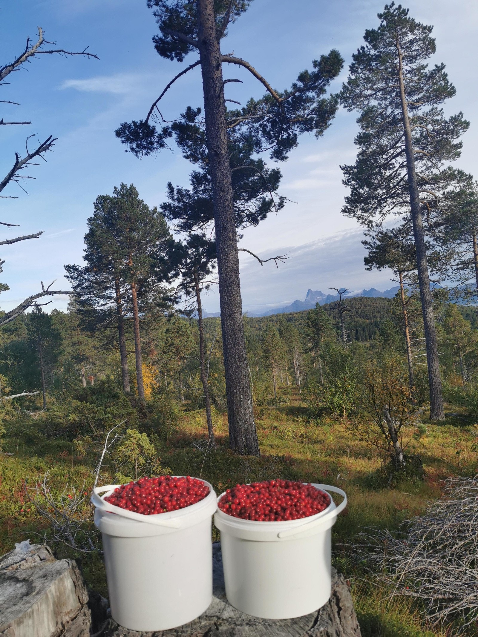 Bær plukker man på egen eiendom Galleribilde