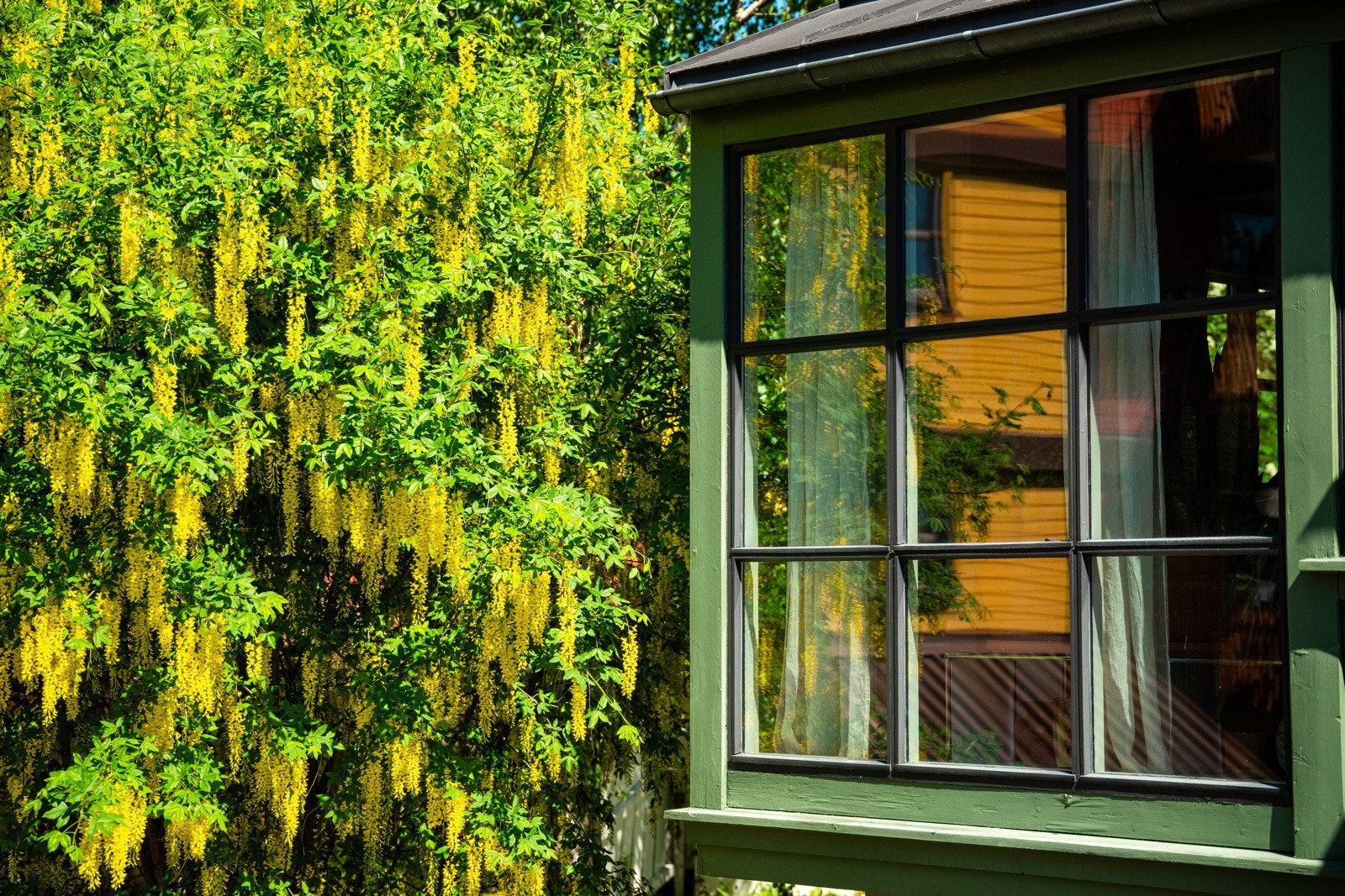 Hybridgullregn er helt nydelig i full blomst i slutten av mai. Galleribilde