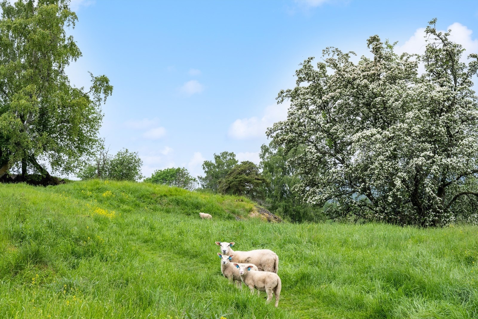 Flott turområde ved Sauejordet Galleribilde