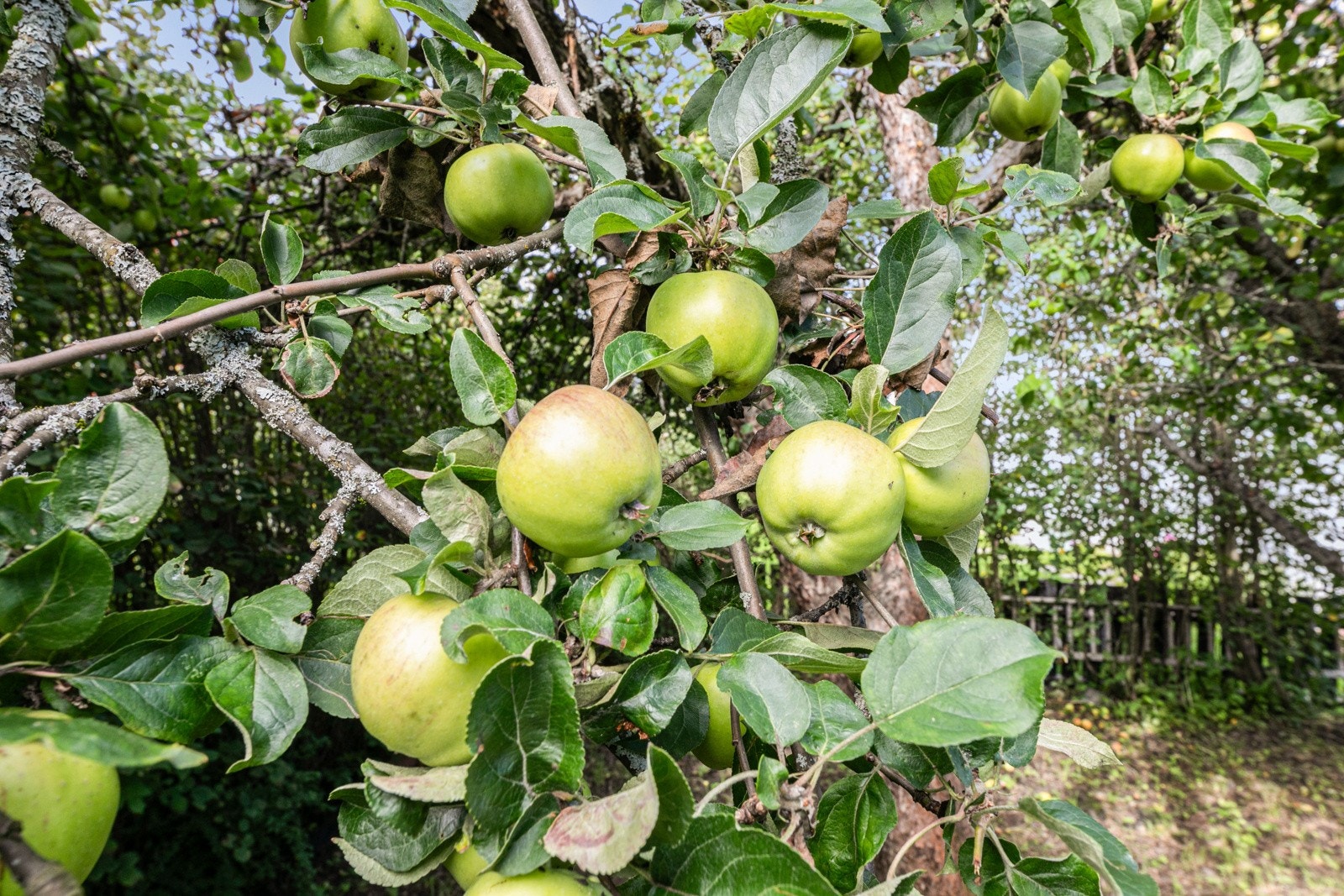 Detalj. Galleribilde