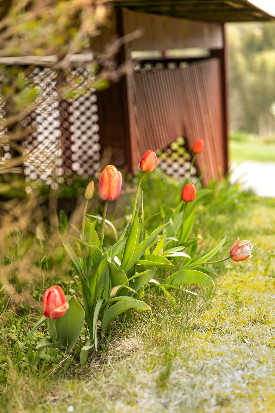 Hyggelig beplantning i hagen. Galleribilde