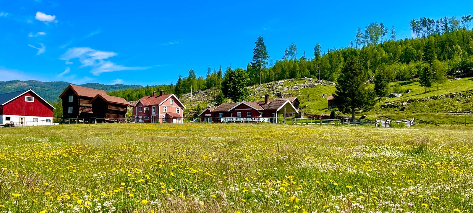 Det er enkelt å drive med både sau og kyr på Fløtterud. All innmark og alle beiter er gjerdet med solide, faste gjerder. Sauene slippes på fritt med bjeller og elektroniske bjeller. Galleribilde