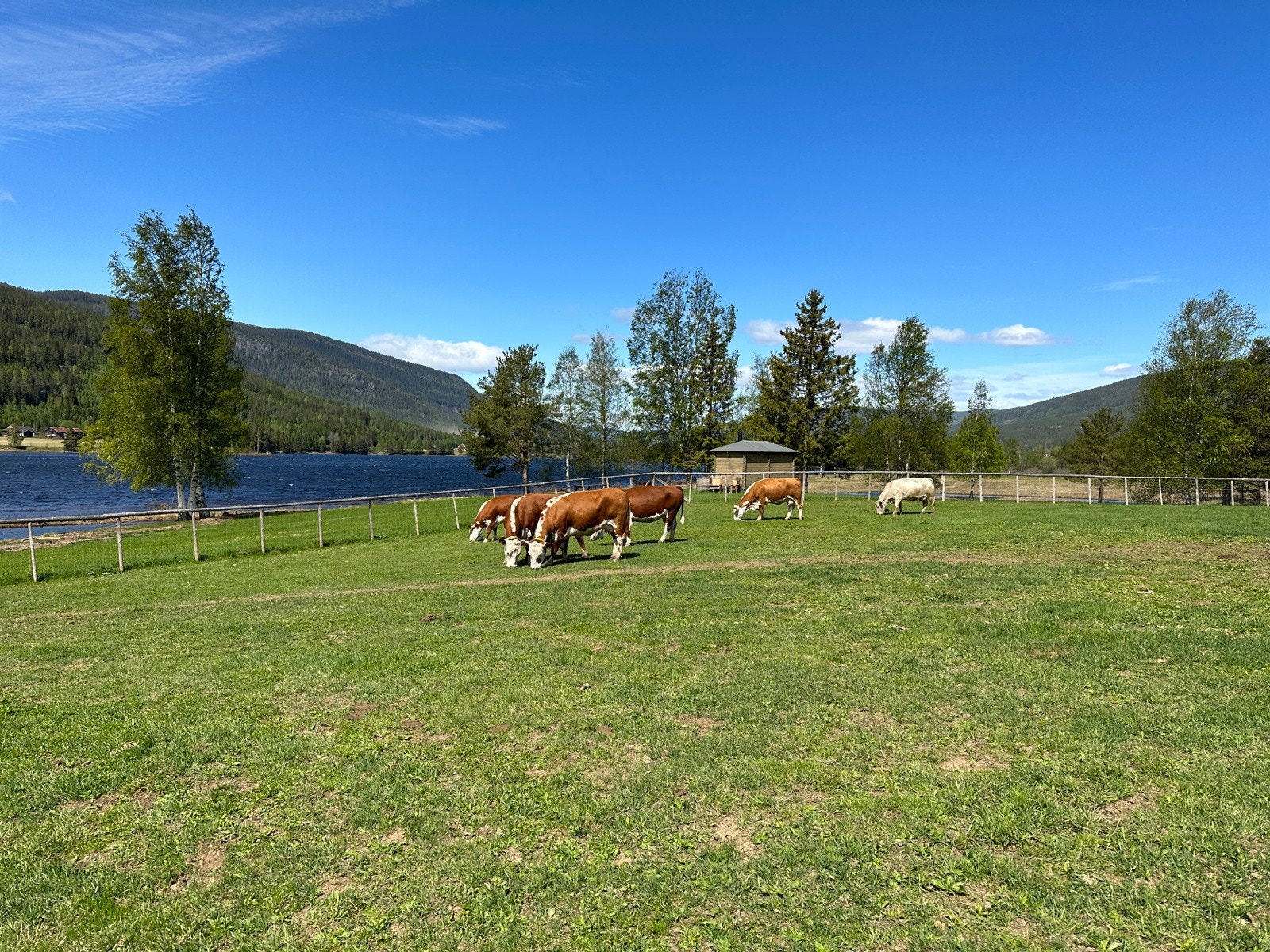 Gårdsidyll og veldig kos med blanke, fine kyr på beitet. Dagens eier har ikke kyr selv lenger, men låner bort gårdens fjøs og beiter til to unge, driftige og ryddige bønder på en av nabogårdene. Galleribilde