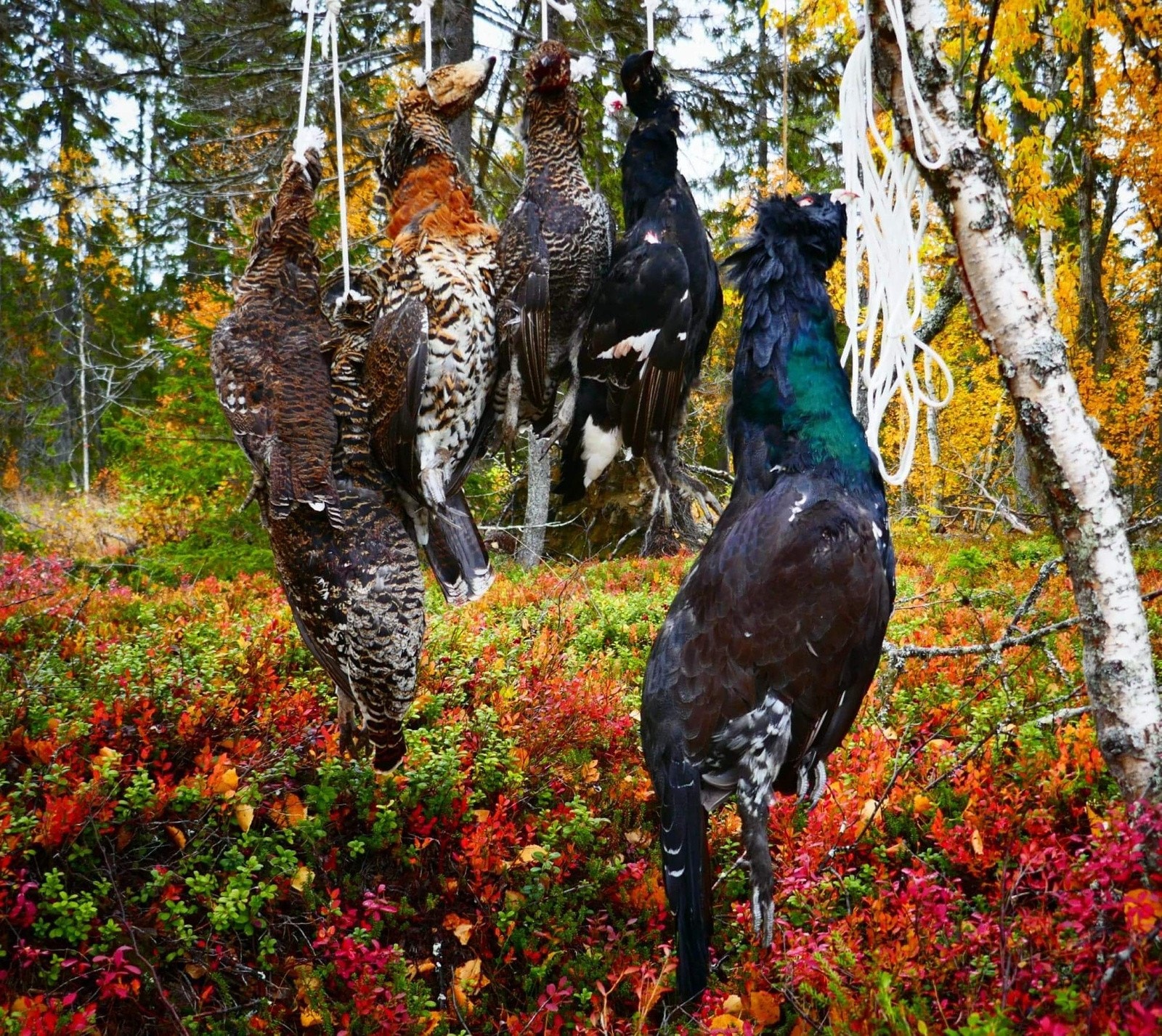 Storviltjakten organiseres gjennom jaktlag, mens småviltjakten styrer eier selv. Det er ikke leiet ut noe i denne stund. Eier har selv jaktet. Det er rikelig med storfugl og orrfugl på eiendommen. Galleribilde
