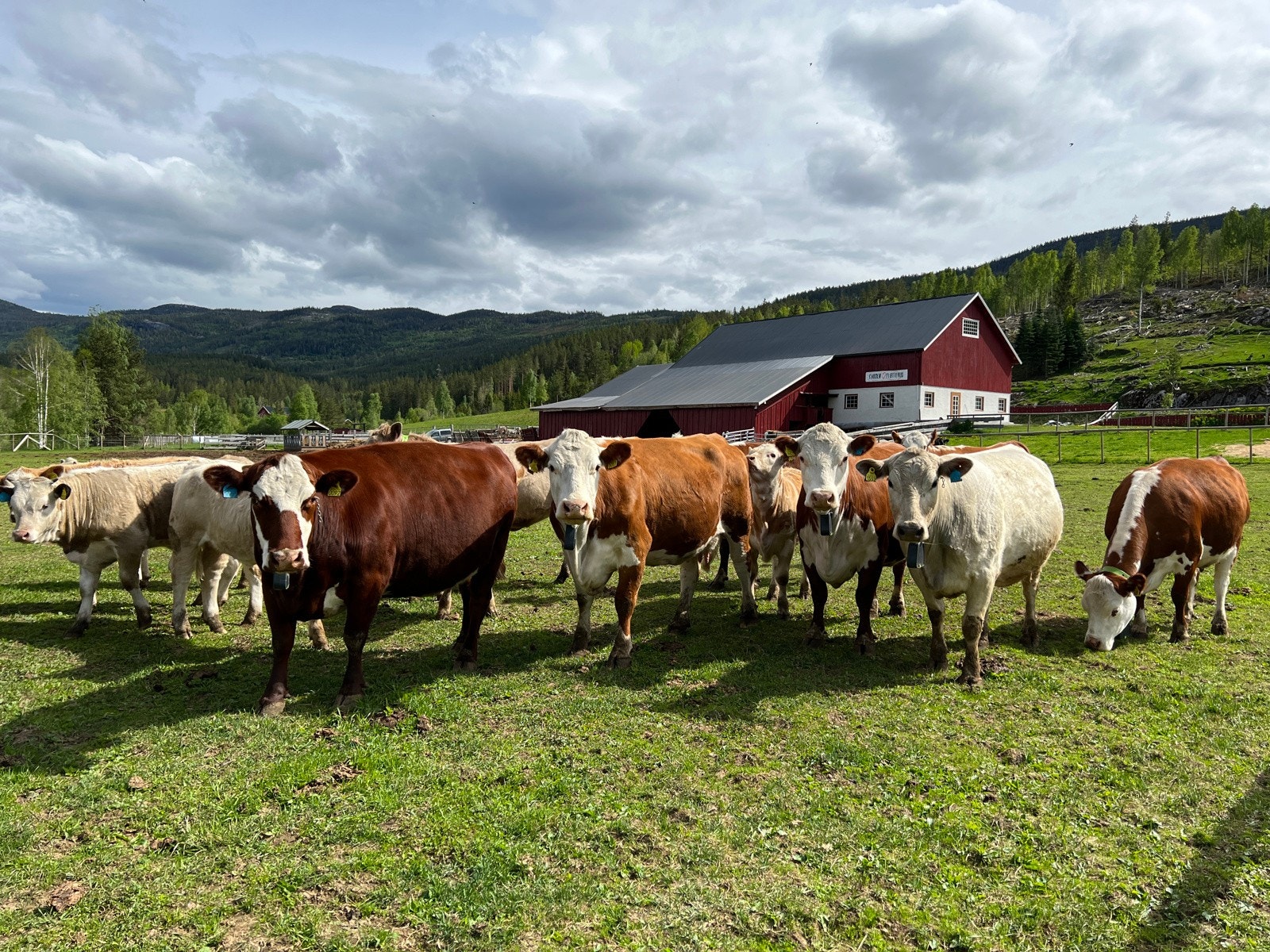 Kuflokken elsker når de kan slippe ut på vårbeitet oppi lia. Driftløsningen er kaldtfjøs/tallefjøs. Det er to forskjellige fjøs som kan benyttes til ammeku og/el sau. Galleribilde