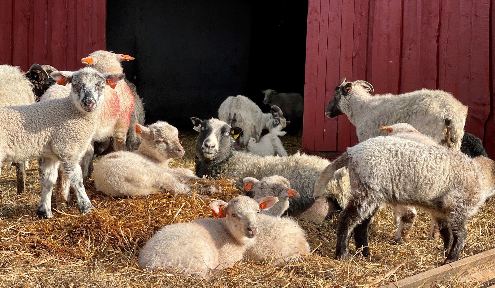 Det har vært sauedrift på Fløtterud helt inntil nylig. Dagens eier hadde da 75 Gammalnorsk Spælsau. Dyrene ble sluppet på fritt opp i skogen ovenfor gården på beite gjennom sommeren. Gården har også en beiterett for sau i Geitvassdalen på Hardangervidda Galleribilde
