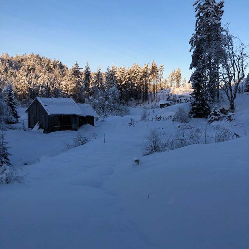 Myrane vinteren Galleribilde
