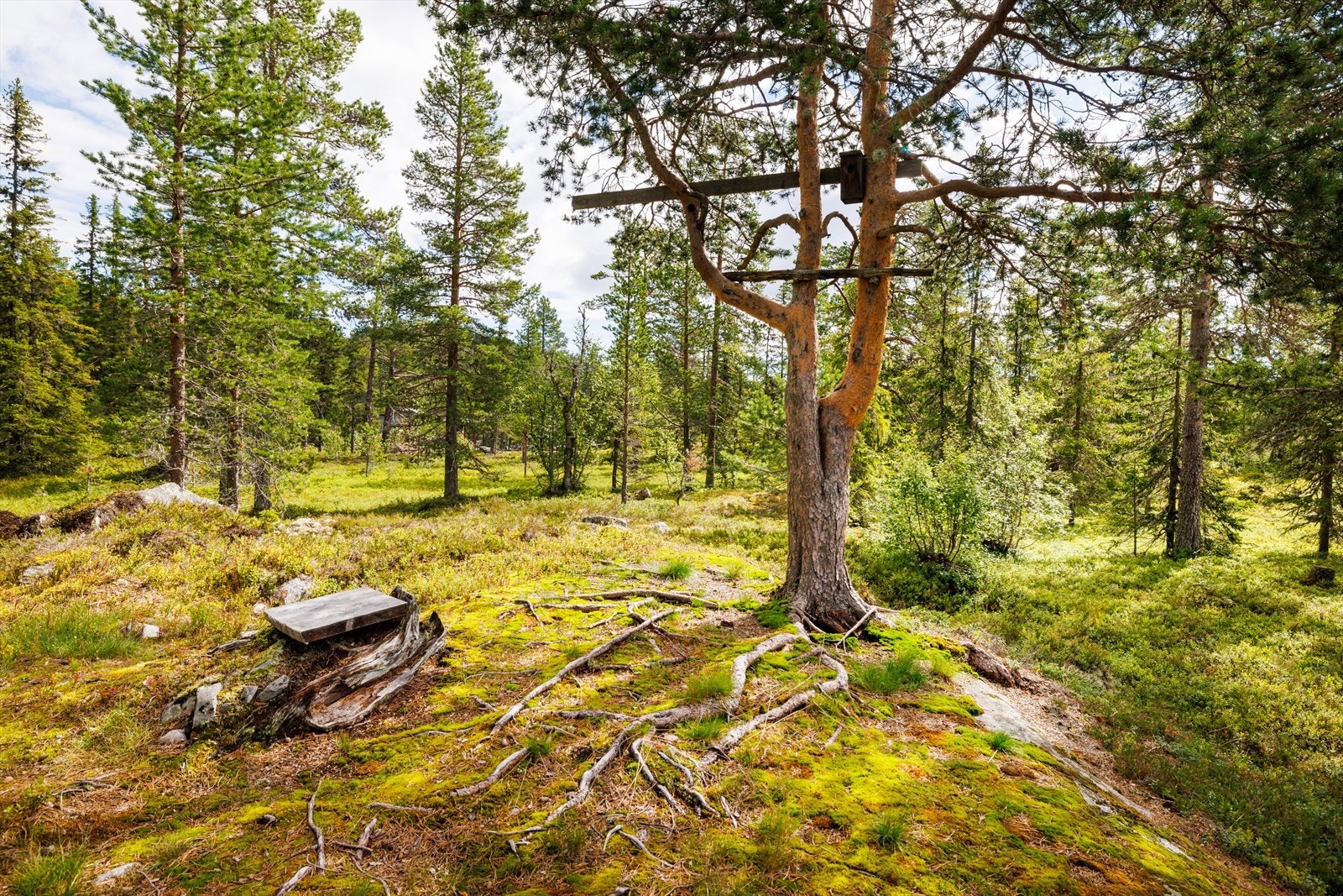 Umiddelbar nærhet til variert turterreng og milevis av preparerte skiløyper i alle retninger og fantastiske turmuligheter til fots. Galleribilde