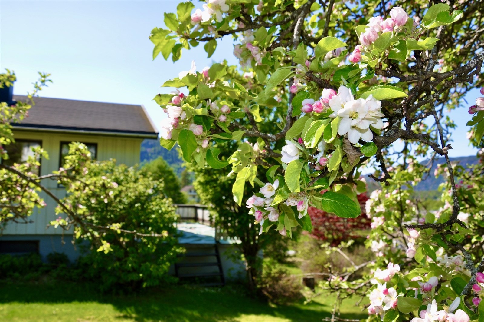 Epletrærne i bakhagen står i full blomst. Galleribilde
