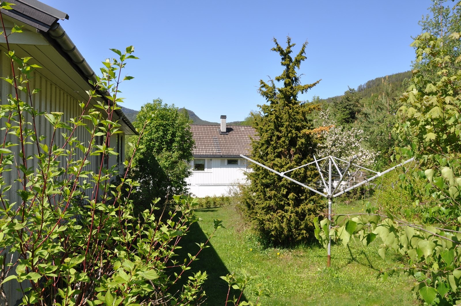 Frodig hage Galleribilde