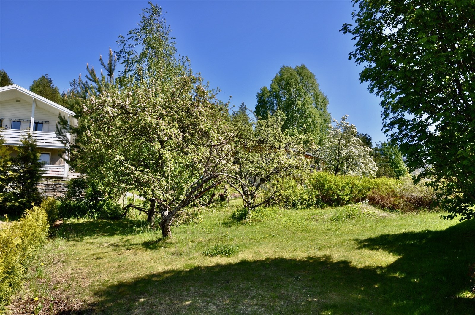Bakhagen med frukttrær Galleribilde