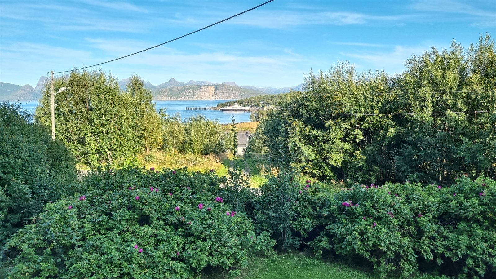 Rosebusker og utsikt utover fjorden Galleribilde