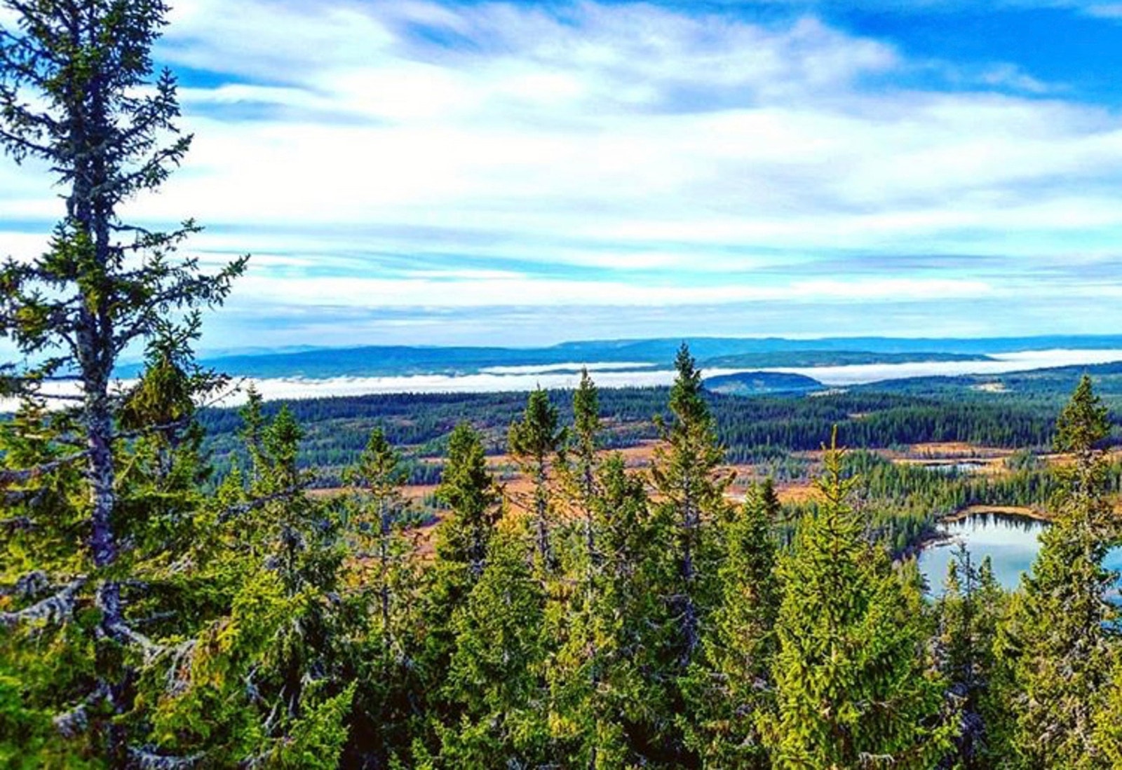 Fra området Galleribilde