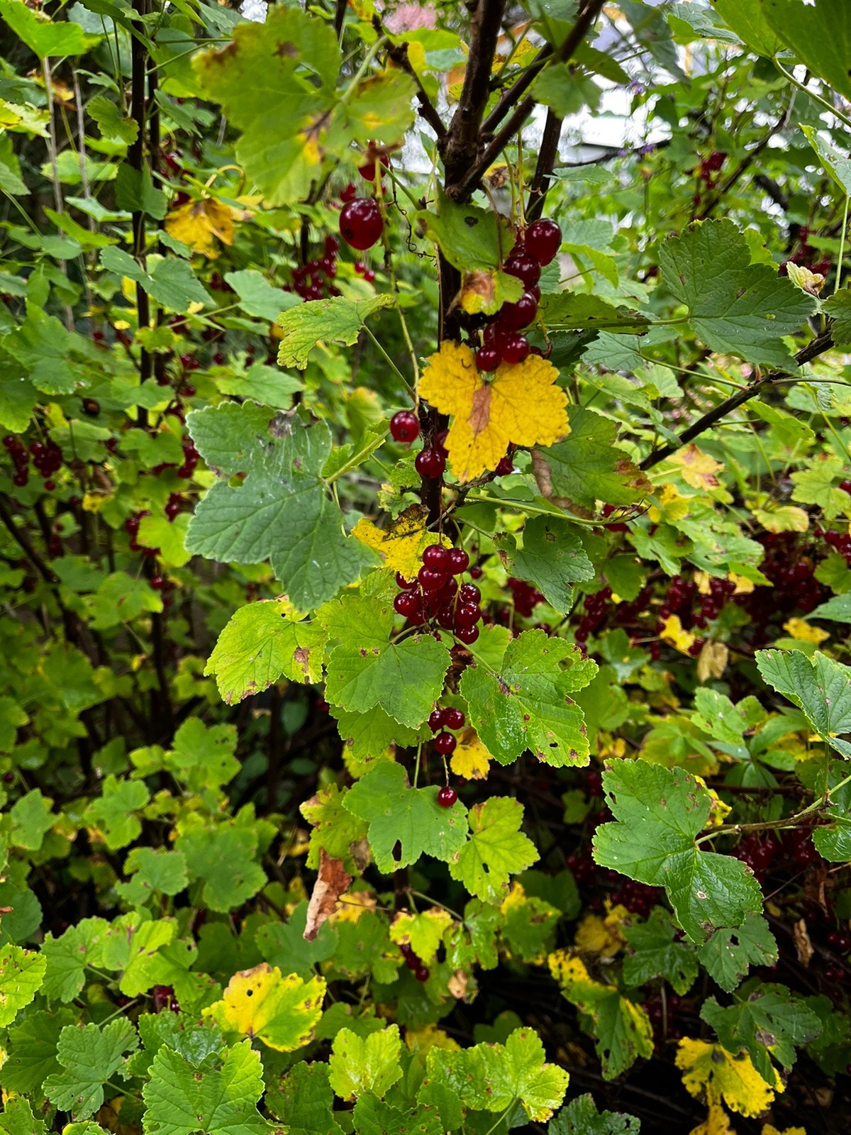 Rips i hagen Galleribilde