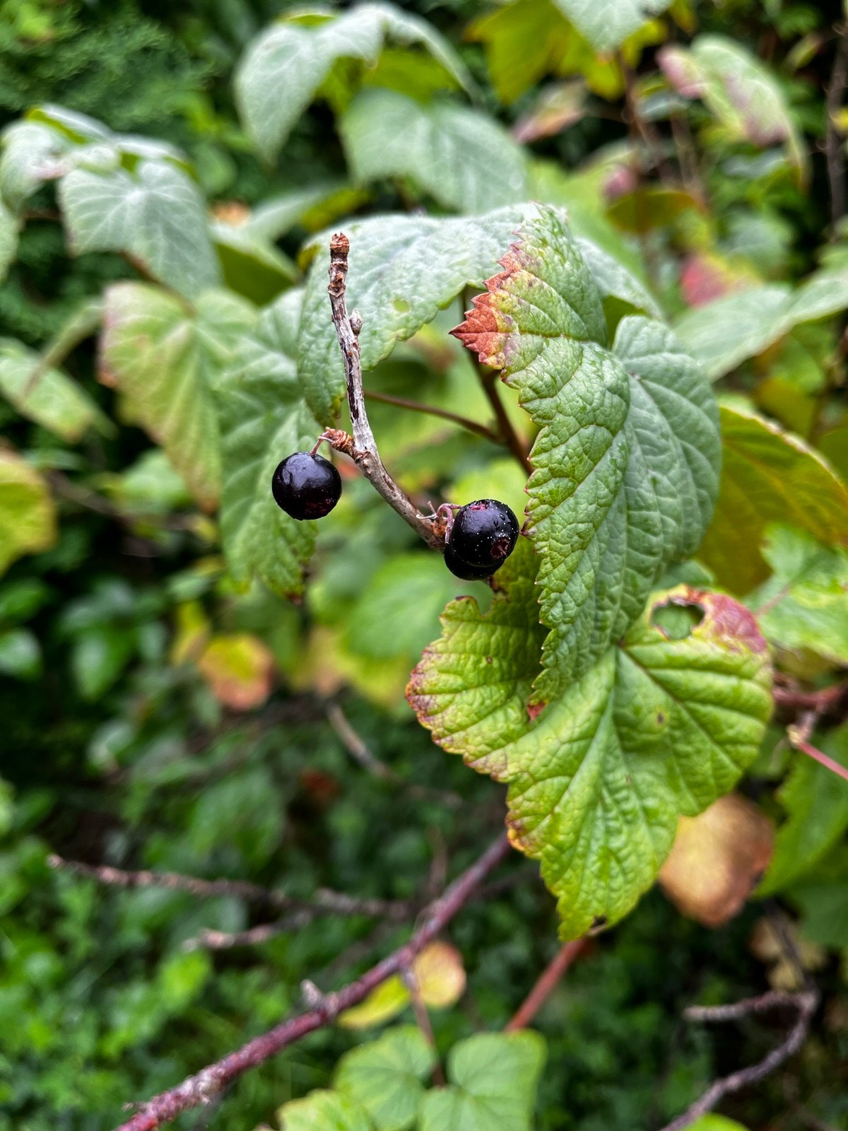 Solbær i hagen Galleribilde