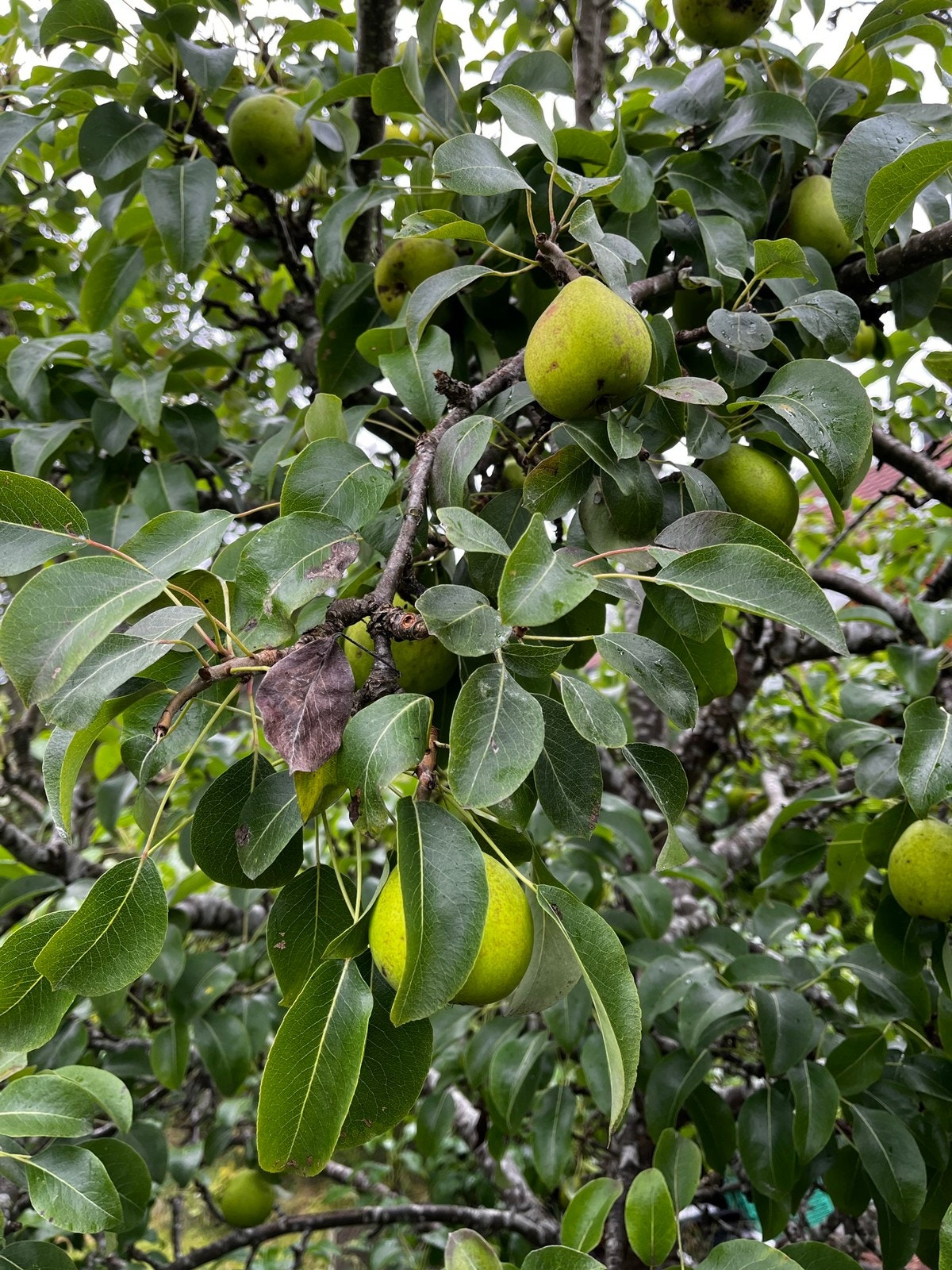 Pærer i frukthagen Galleribilde