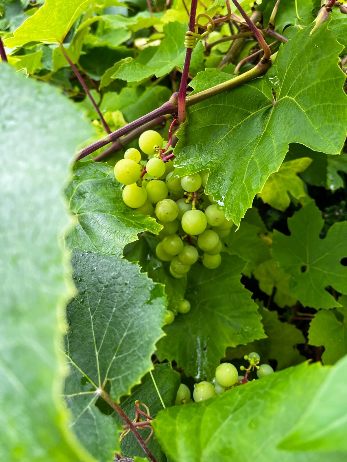 Vindruer i hagen Galleribilde