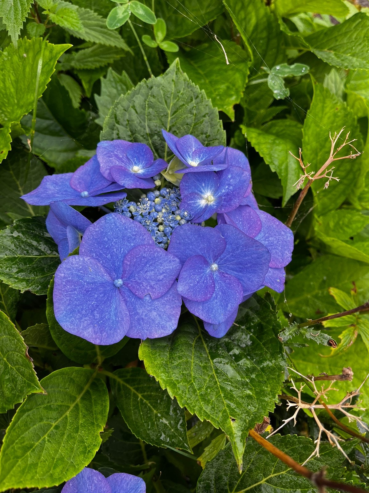 Blomster i hagen Galleribilde