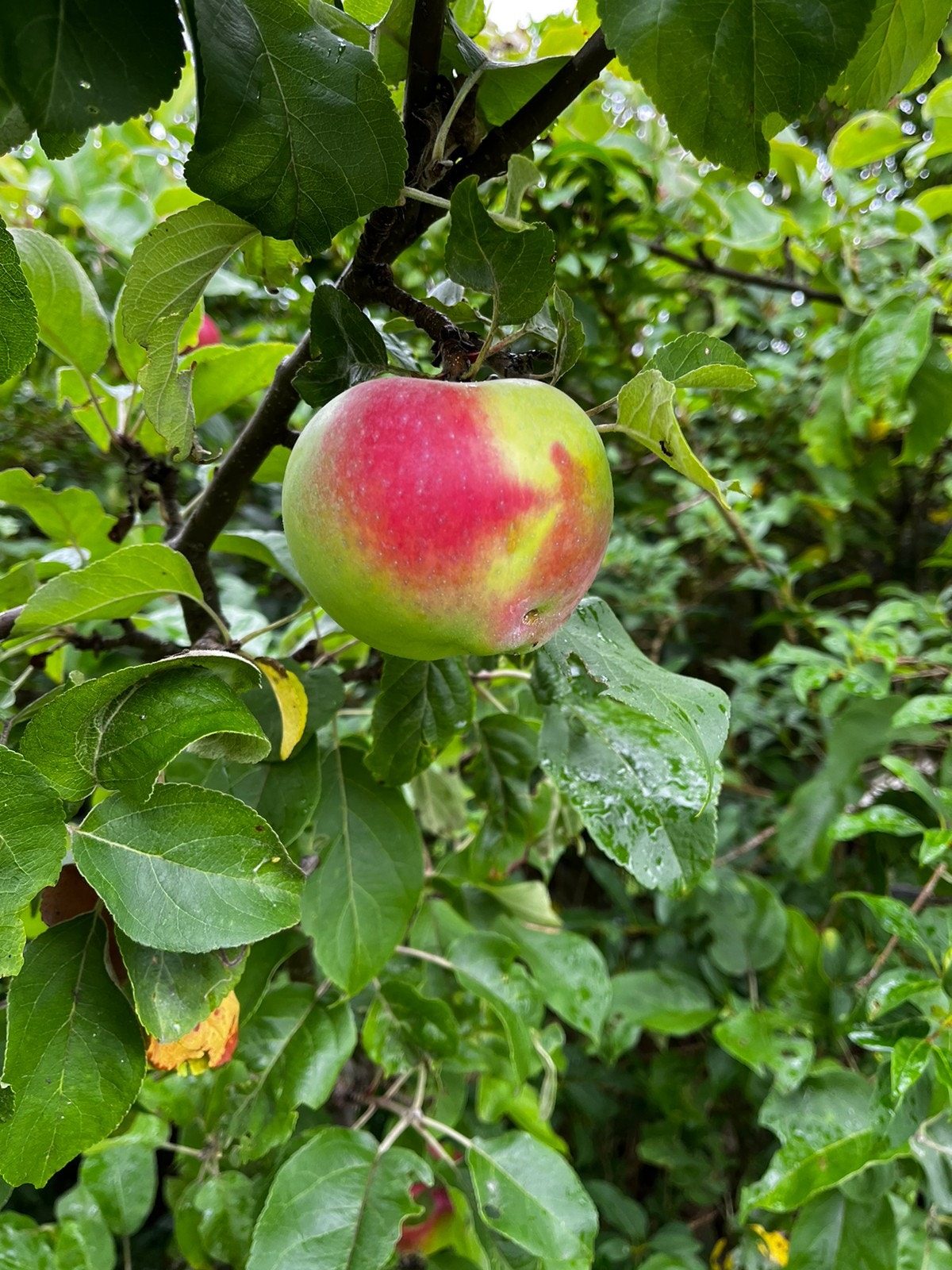 Epler i frukthagen Galleribilde