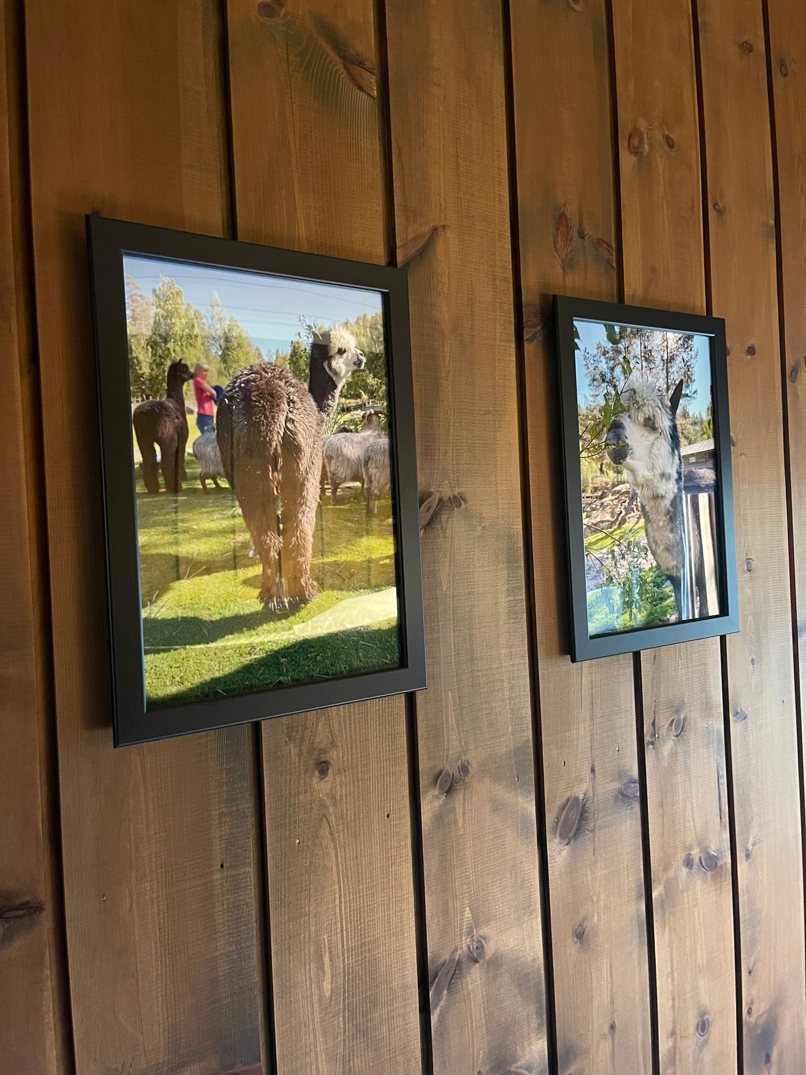 Bilder tatt i bjørneparken i Flå Galleribilde