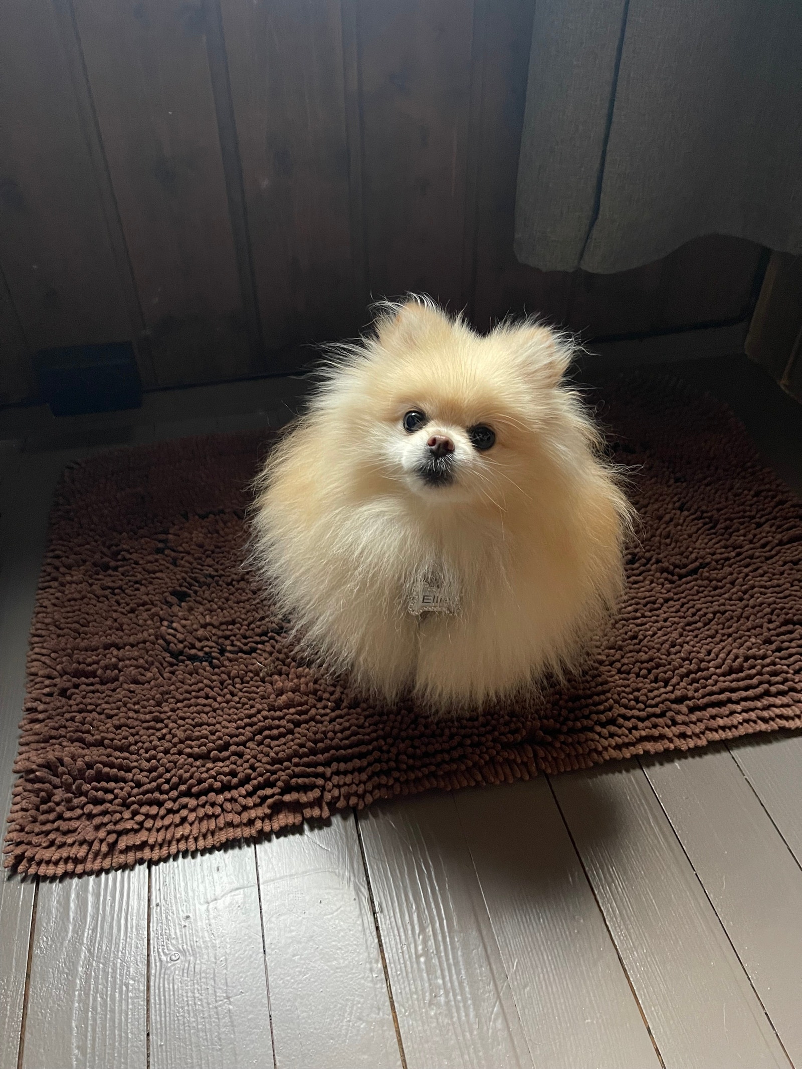 Hunder er hjertelig velkommen på kosebu! Galleribilde