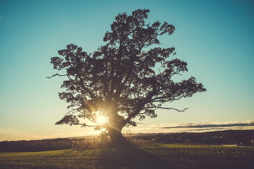Eika ved NMBU, et kjent landemerke Galleribilde