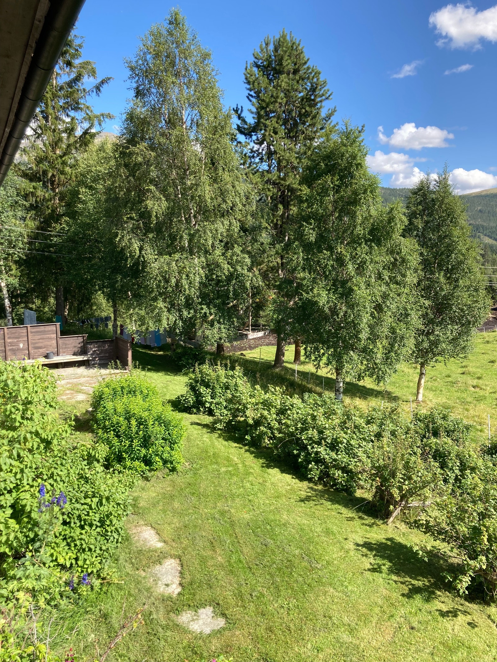 Bærbusker Galleribilde