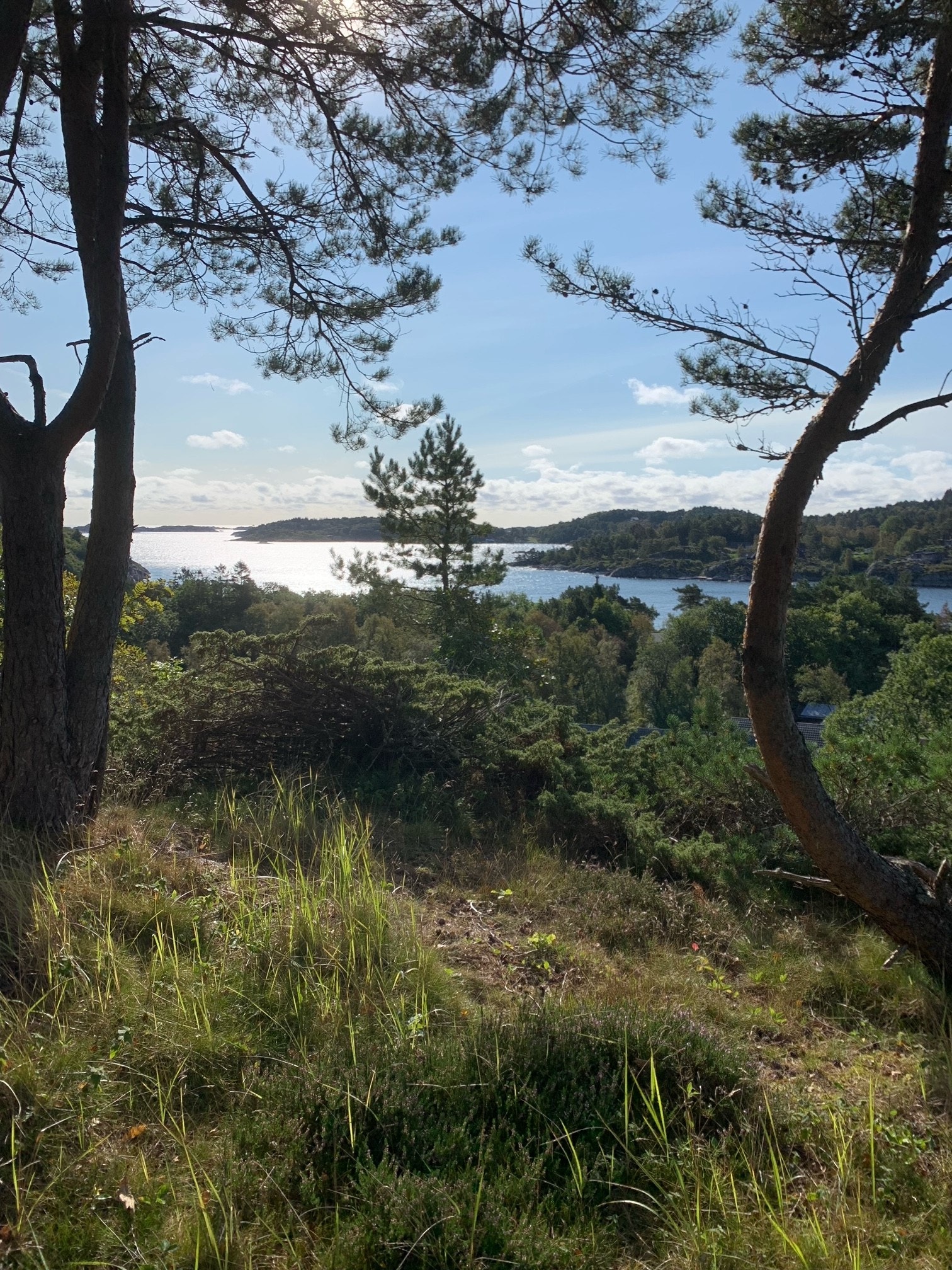 Skogsøy buøy Galleribilde