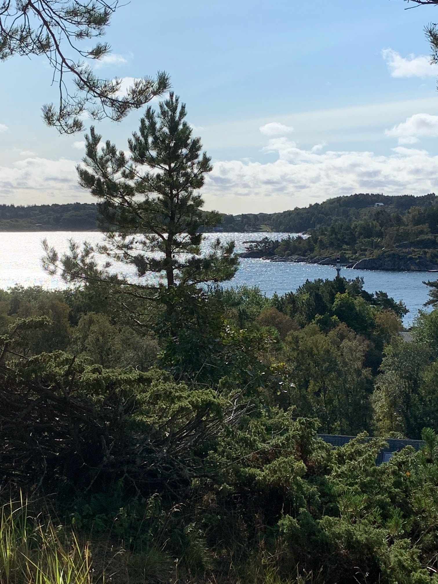 Skogsøy buøy Galleribilde