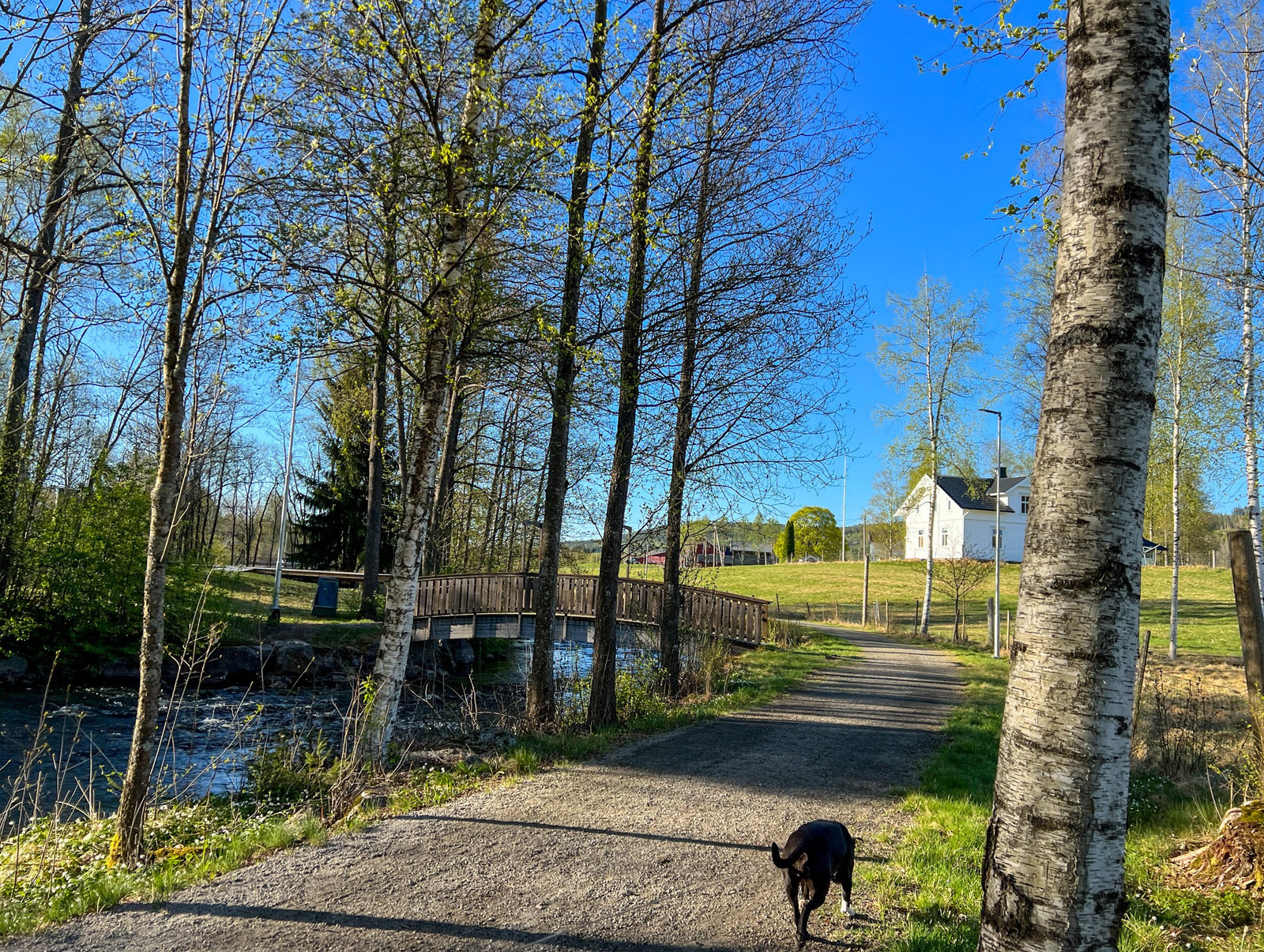 Vestbredden Sagåa. Foto: Knut Sørby