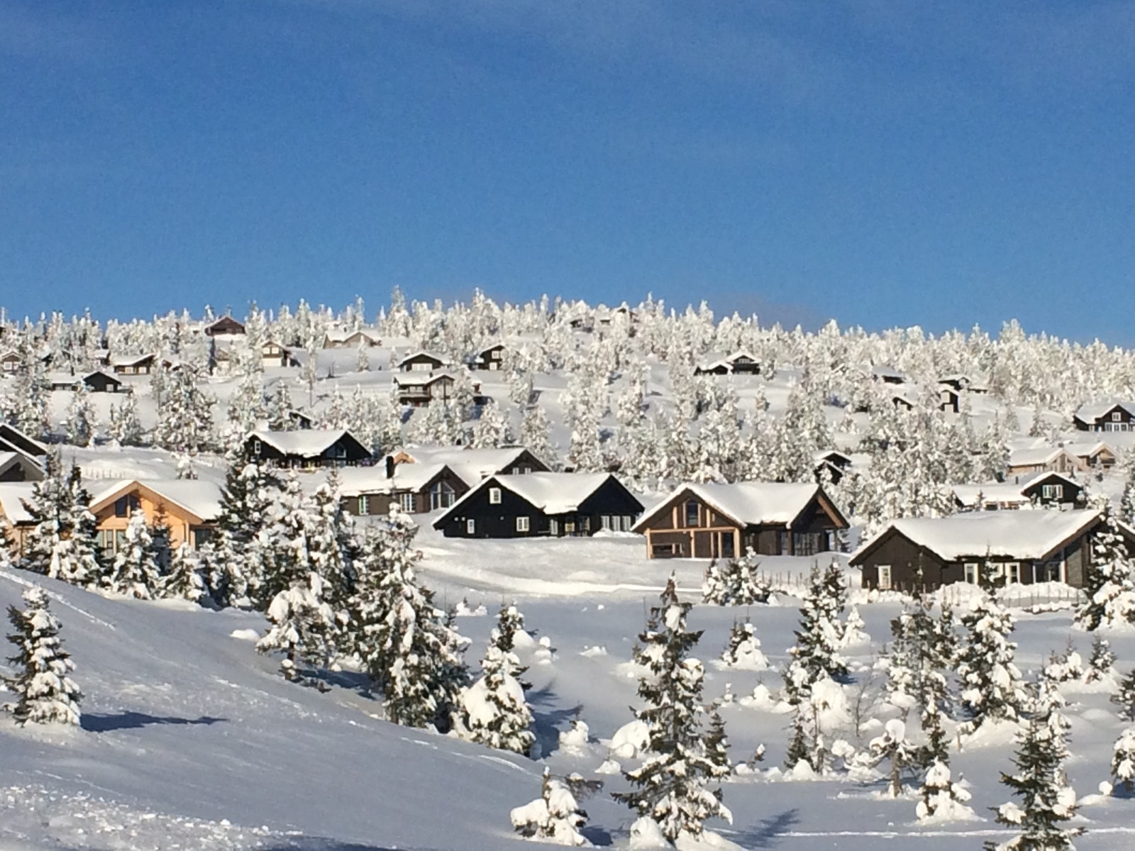 Hyttemiljø med vegetasjon blir vakkert Galleribilde