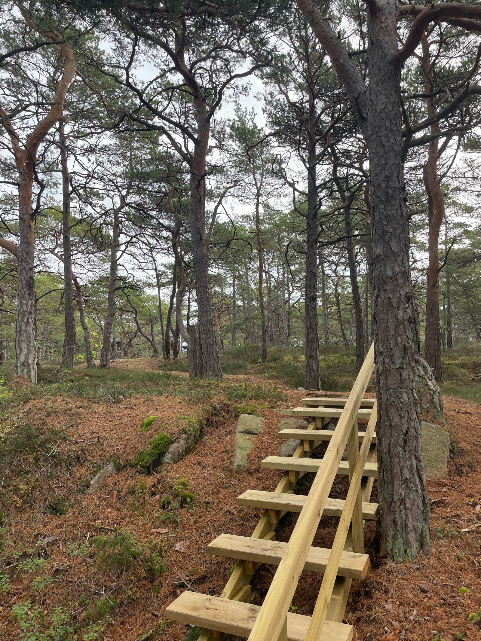 Trapp opp til sti mot hytta Galleribilde