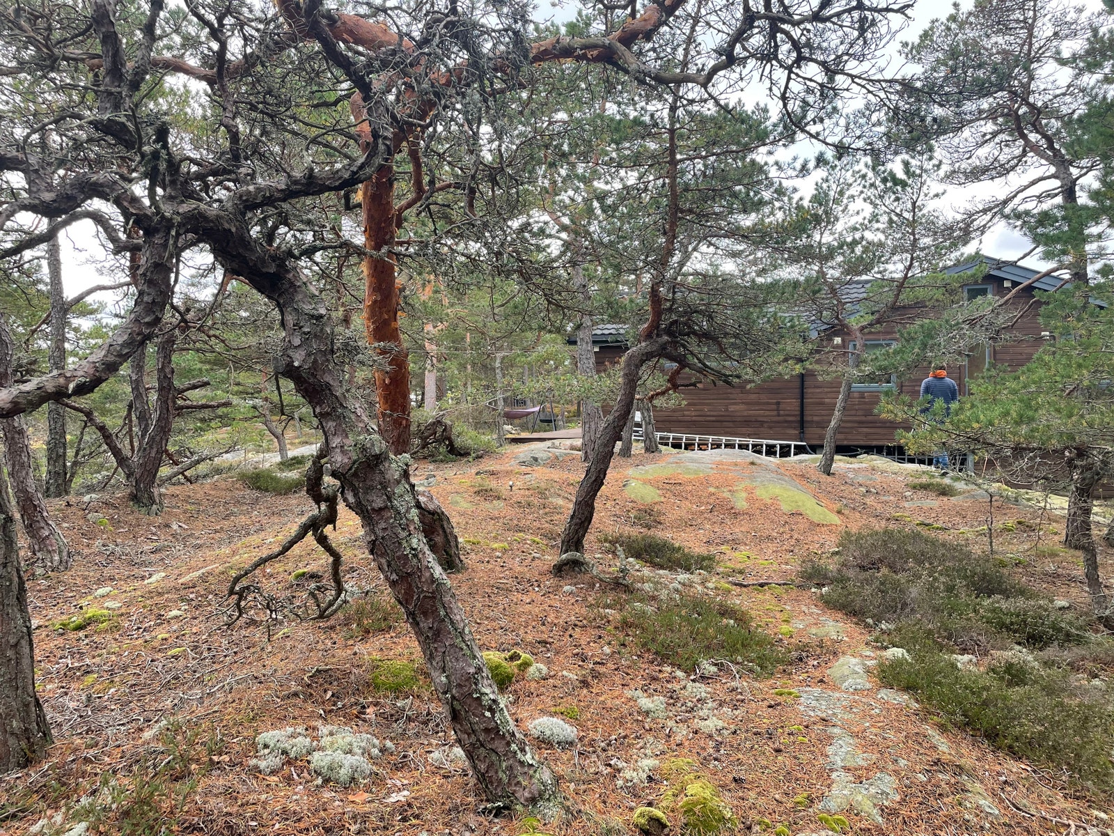 Sti fra hytta lit Skarsnesbukta Galleribilde