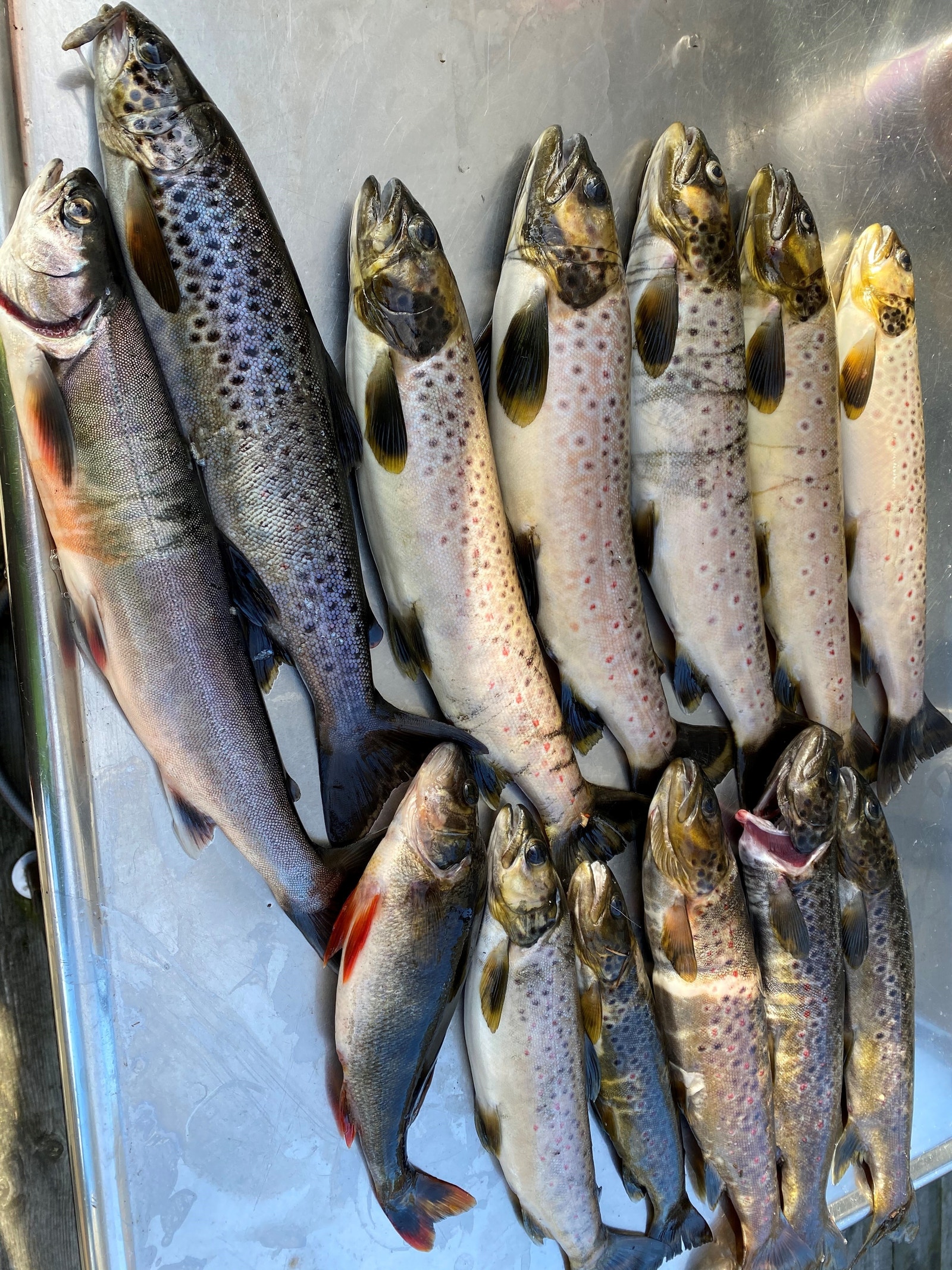 Tryte fra Skarvannfiske Galleribilde