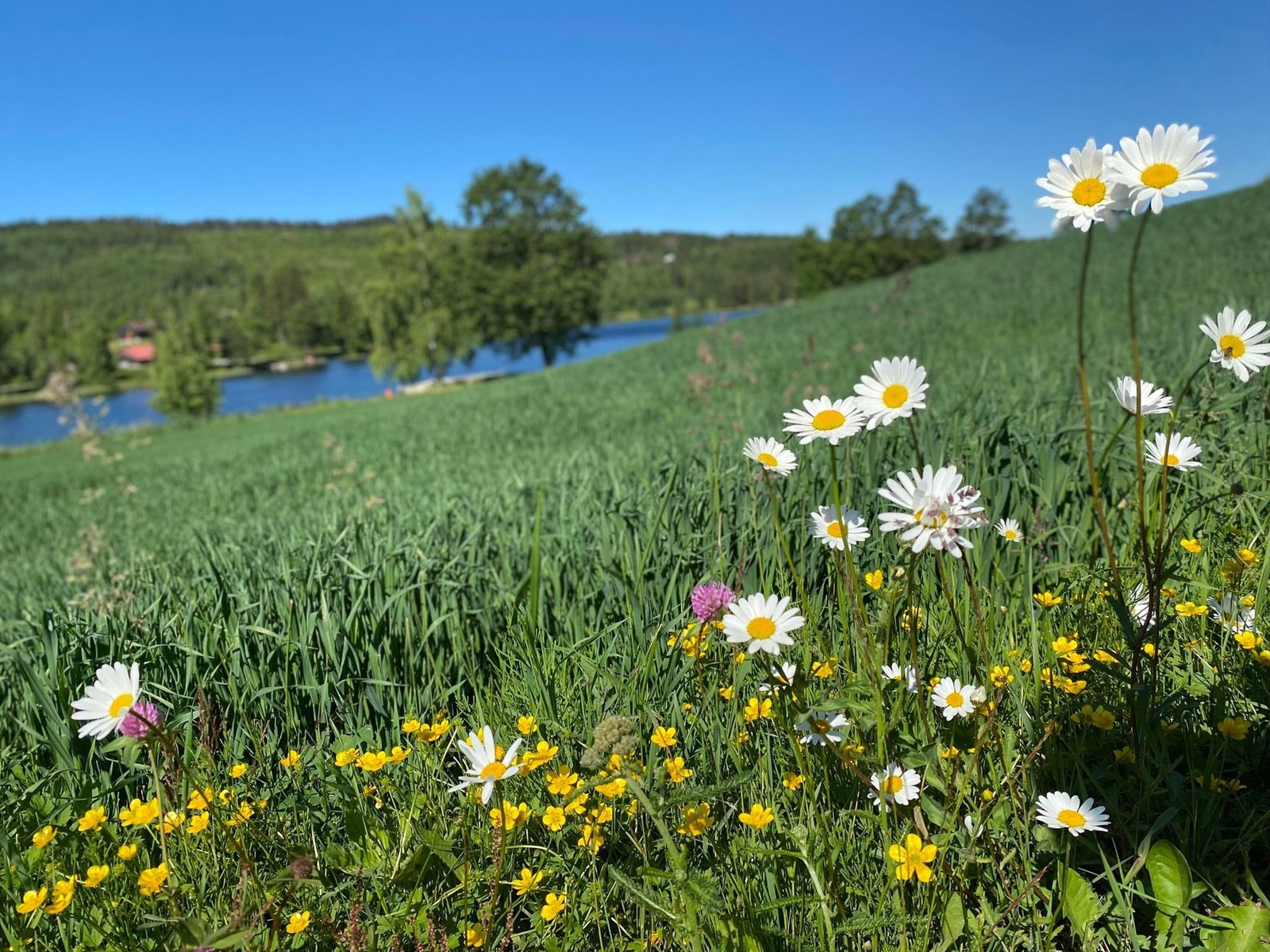 Privat bilde Galleribilde