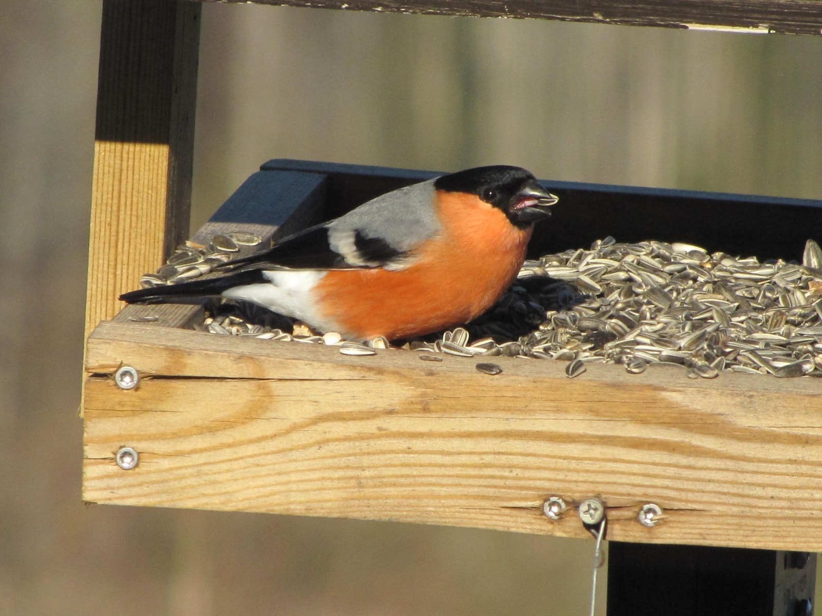 Privat bilde Galleribilde