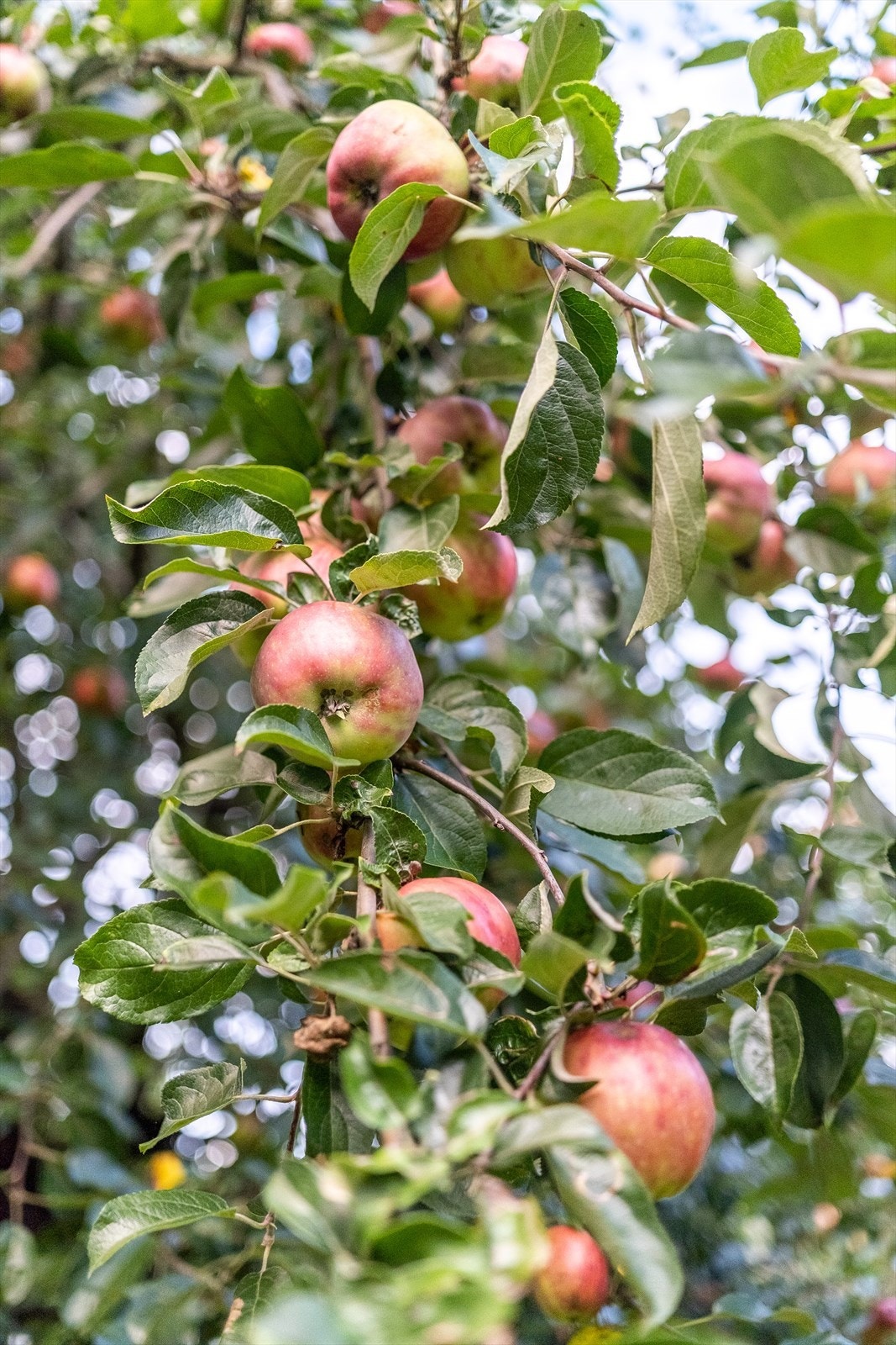 Detaljbilde. Galleribilde